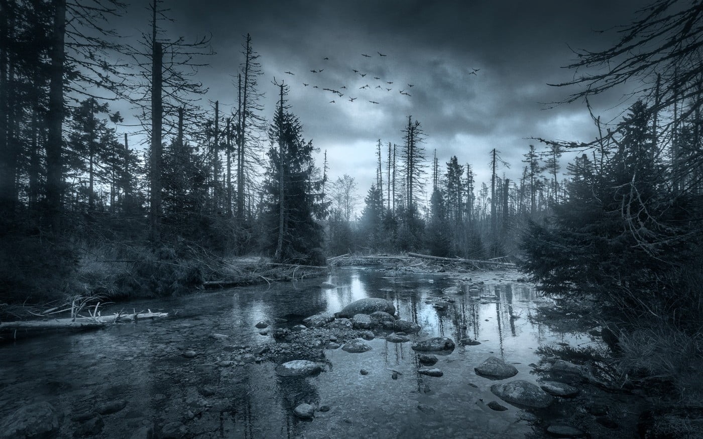 coniferous tree, cloud - sky, tranquil scene, mist, nature, reflection, birds, environment, sky, river, near, dark, trees, land, landscape, 720P, woodland, HD Wallpaper