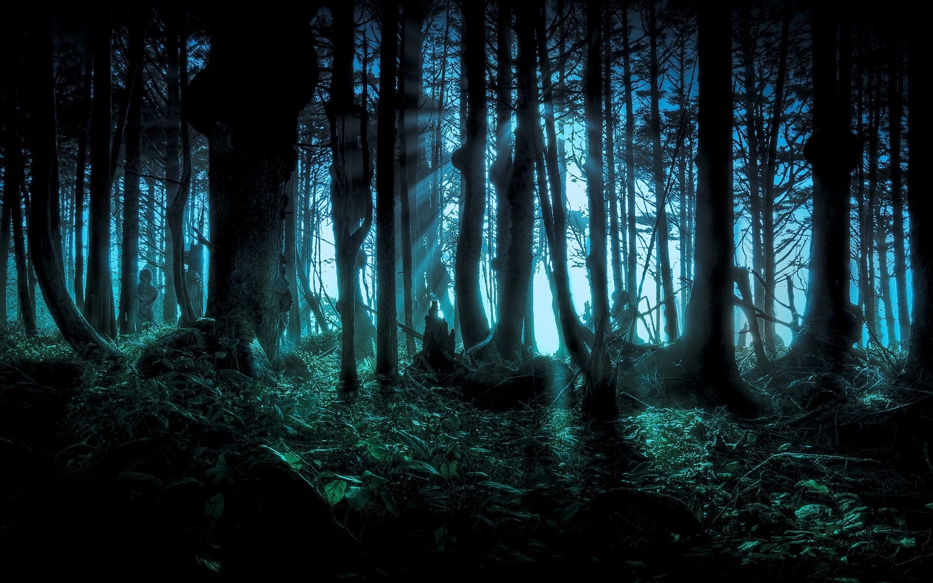 outdoors, tranquil scene, woodland, no people, beauty in nature, plants, Night, nature, Creepy, tree trunk, tranquility, environment, Tree, Forest, landscape, HD Wallpaper