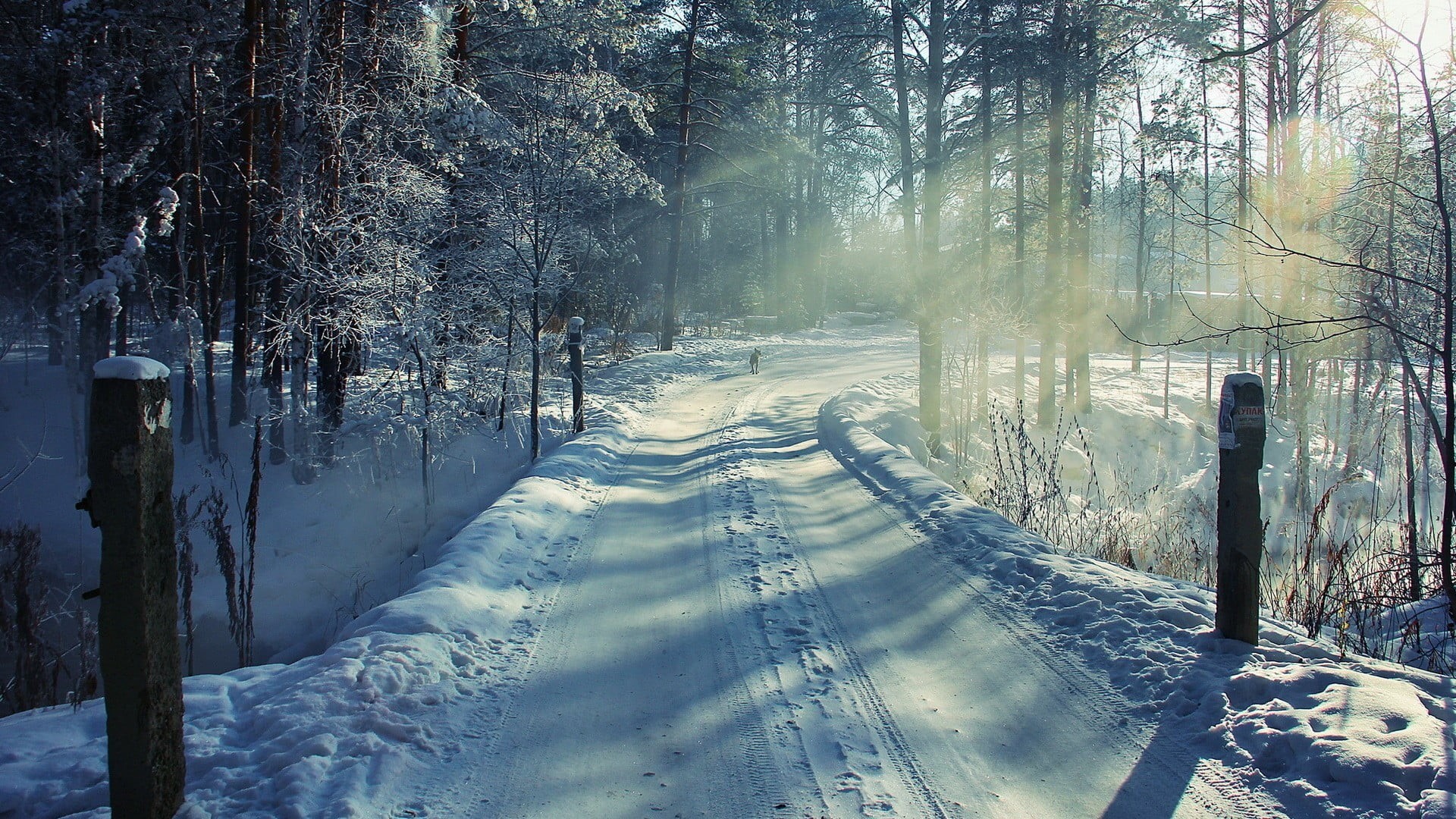 forest, landscape, trunk, snow, trees, pine woodland, tranquility, bare, diminishing perspective, cold temperature, woodland, tranquil scene, road, winter, HD Wallpaper