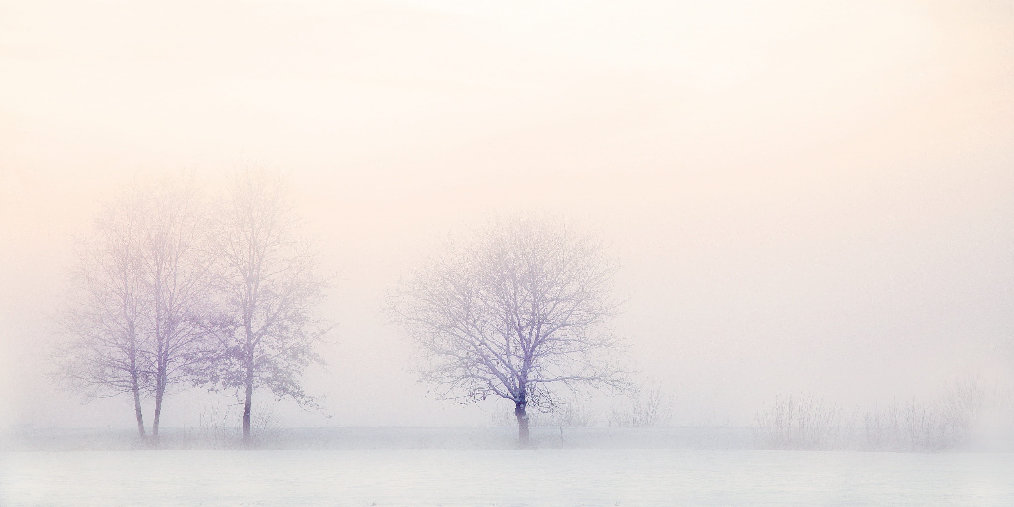 winter trees, 2K, land, beauty in nature, snow, tranquility, cold temperature, tree, nature, snow landscape, field, zing, white color, extreme weather, HD Wallpaper