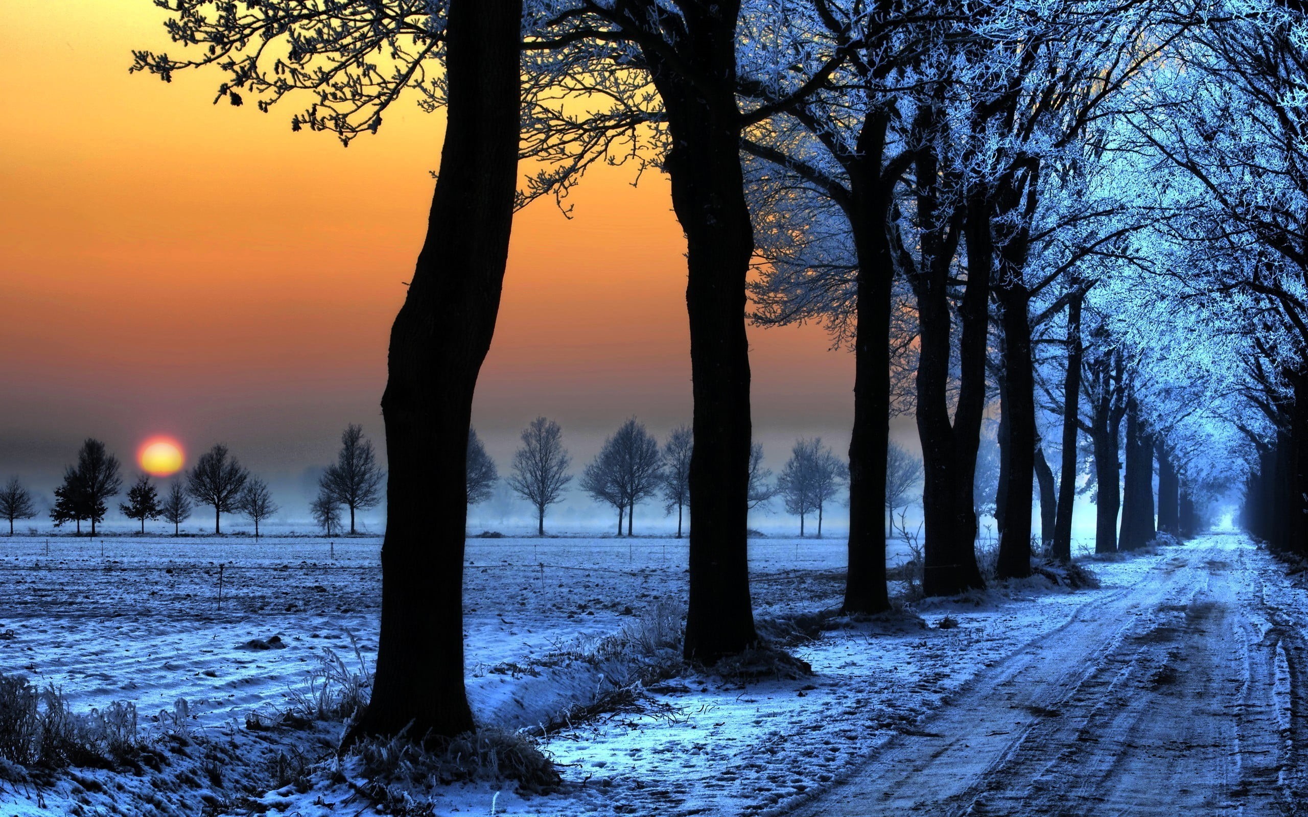 night, treelined, frost, autumn, trees, silhouette, trunk, Sun, scenics, branch, dawn, road, scenics - nature, tunnel, tree, white, lot, sunrise - Dawn, HD Wallpaper