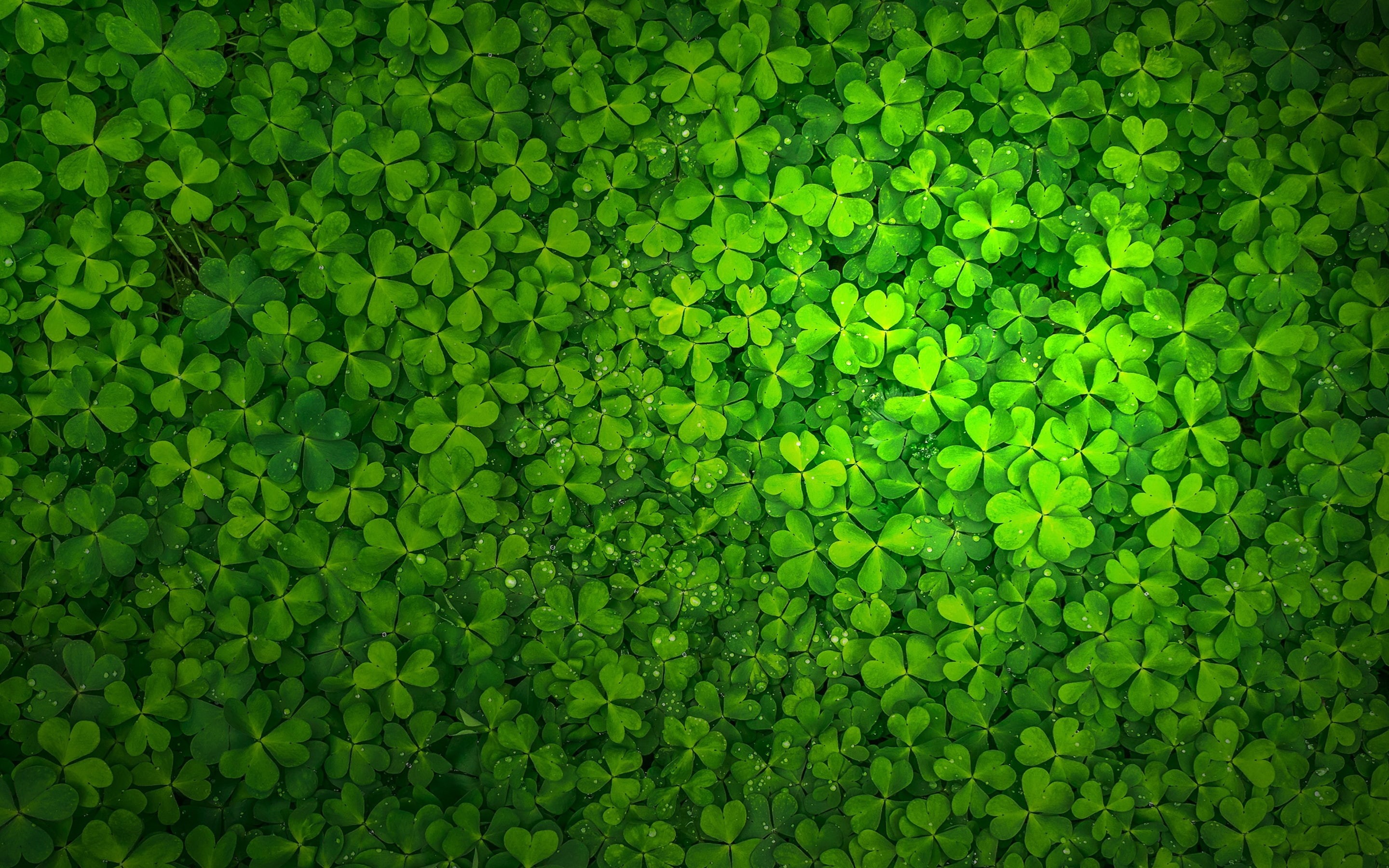 Shamrock, 2K, patrick, day, St Patricks Day, st, s, Ireland, HD Wallpaper