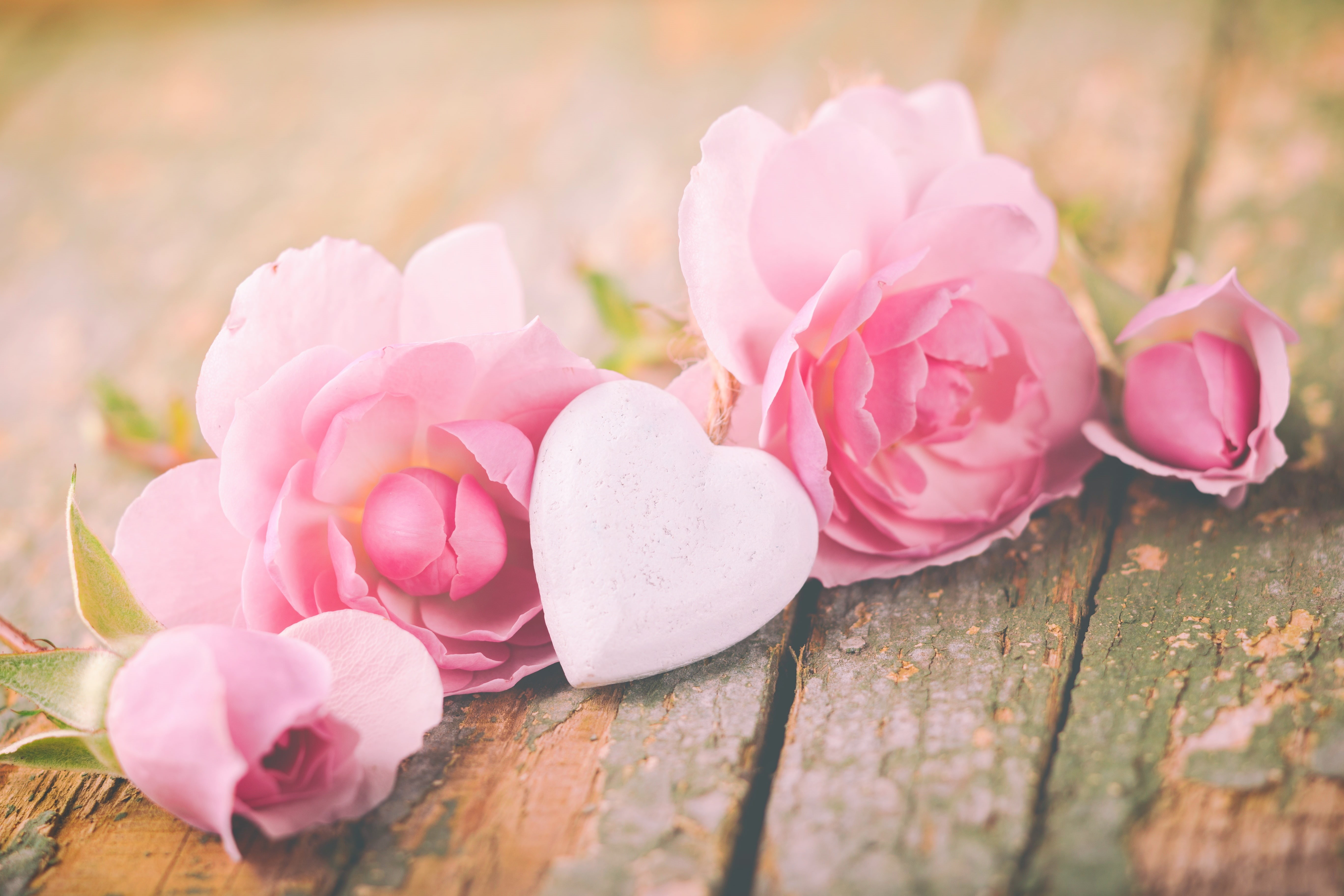 romantic, pink, flowers, love, heart, roses, 5K, valentine`s day, petals, HD Wallpaper