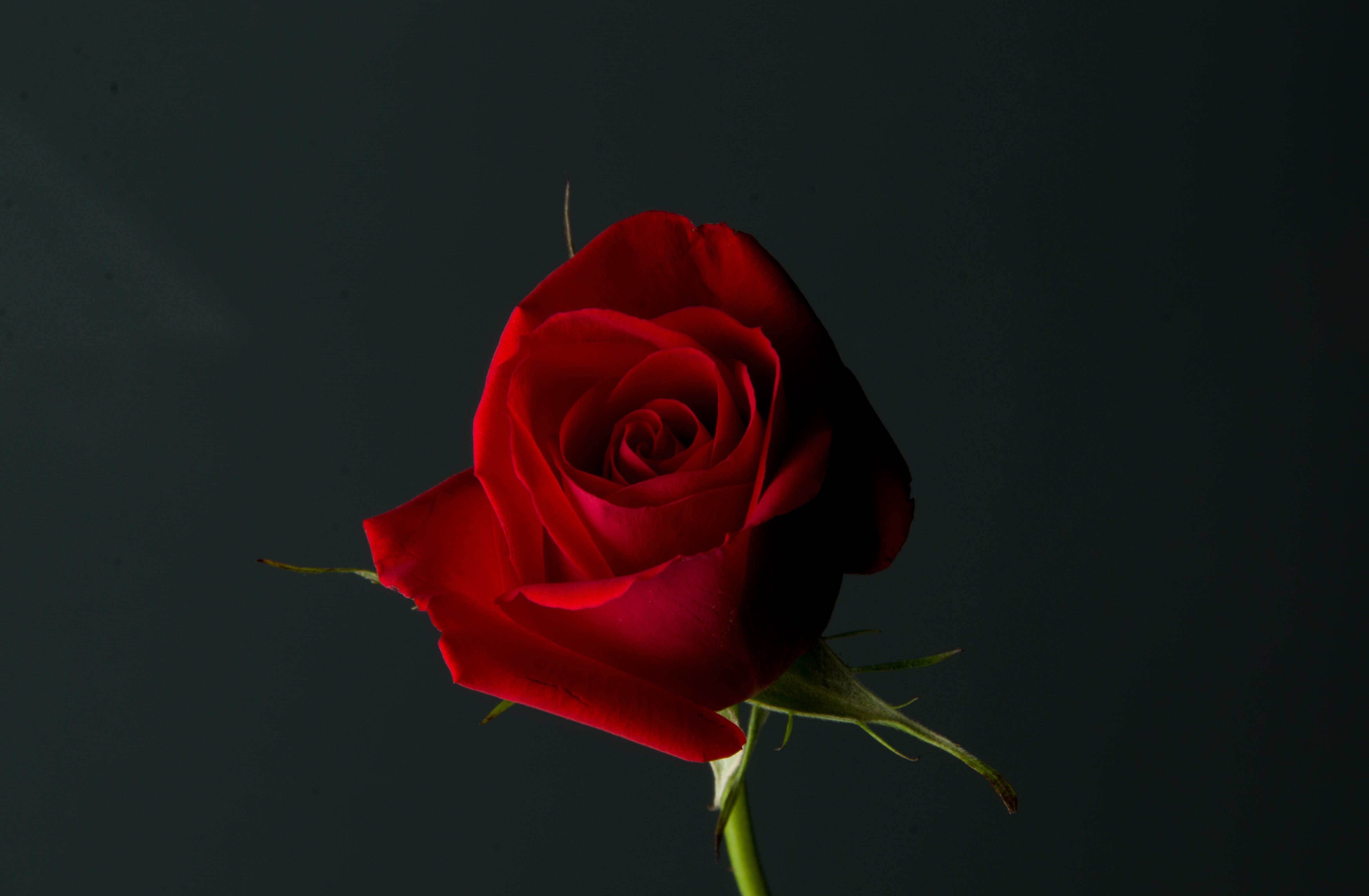 blossom, studio shot, 4K, romance, flower head, petal, indoors, color, bloom, Romance, romantic, floral, black background, beauty in nature, gift, Love, HD Wallpaper