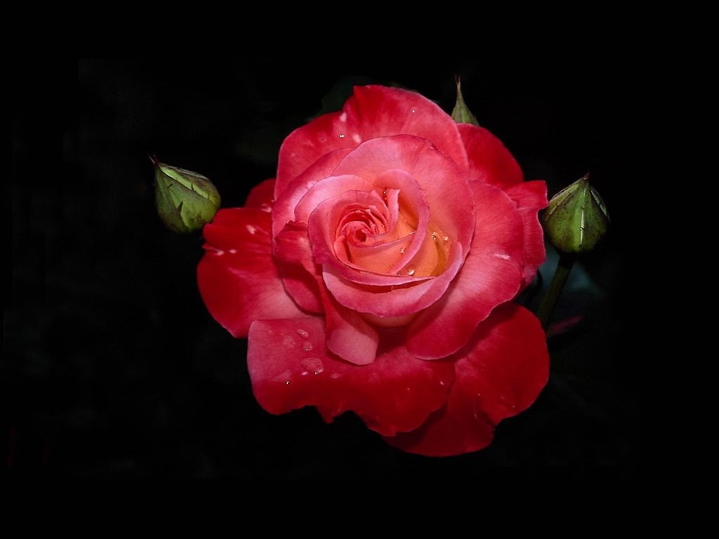background, fresh, dark, red, dark background, rose, love, 480P, flower, HD Wallpaper