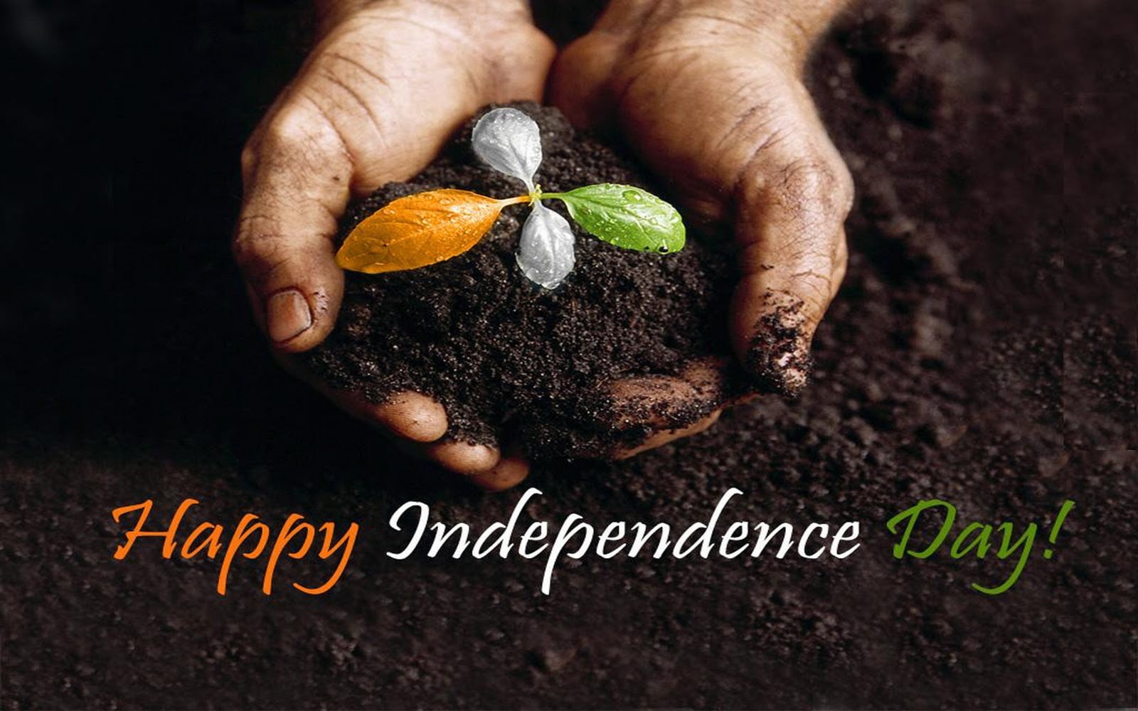 human body part, holding, festival, food and drink, fruit, wellbeing, close-up, Independence Day, gardening, finger, hand, text, citrus fruit, independence, HD Wallpaper