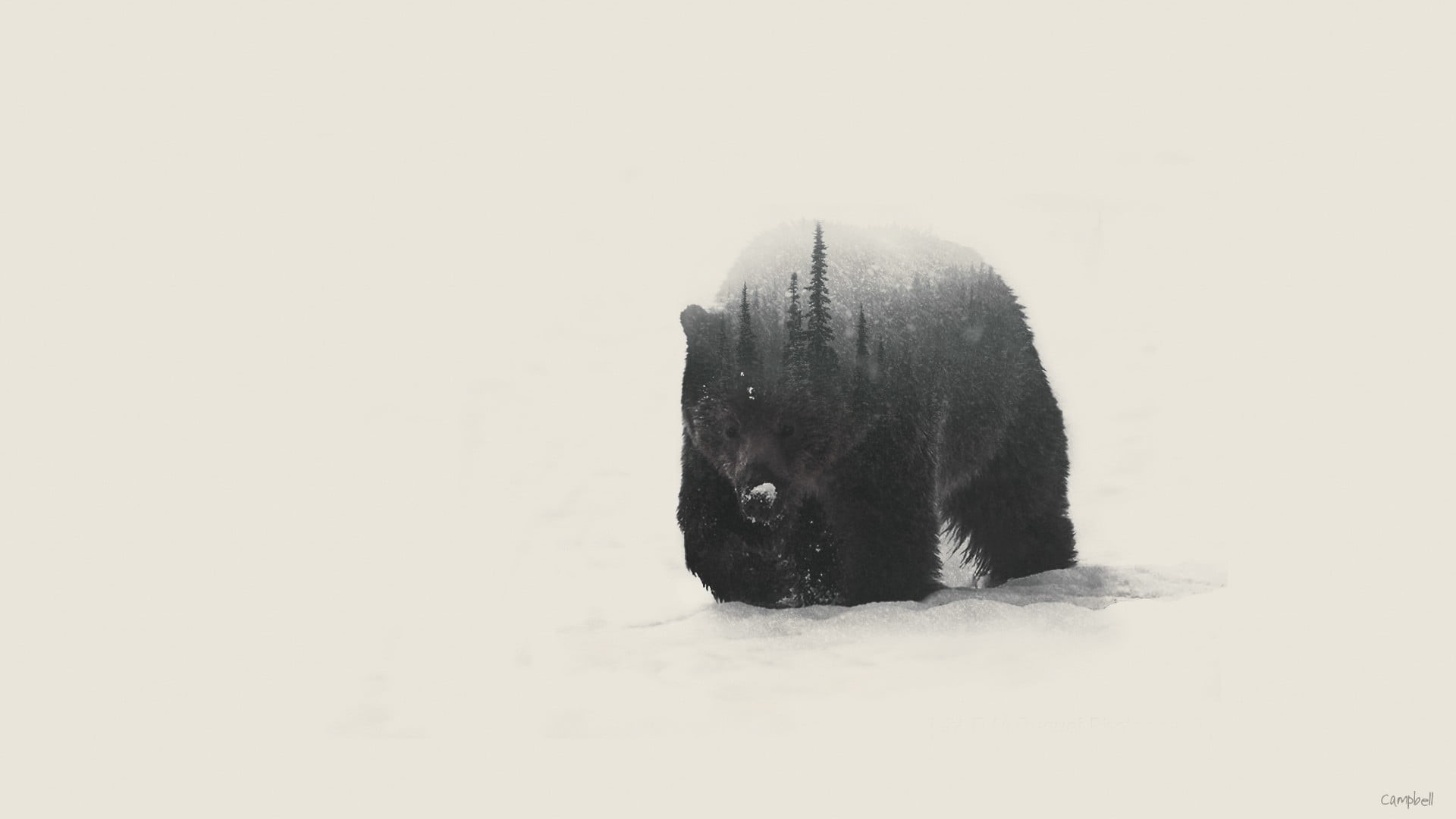 animal themes, bears, copy space, nature, pets, studio shot, animals in the wild, vertebrate, animal wildlife, cold temperature, 1080P, one animal, HD Wallpaper