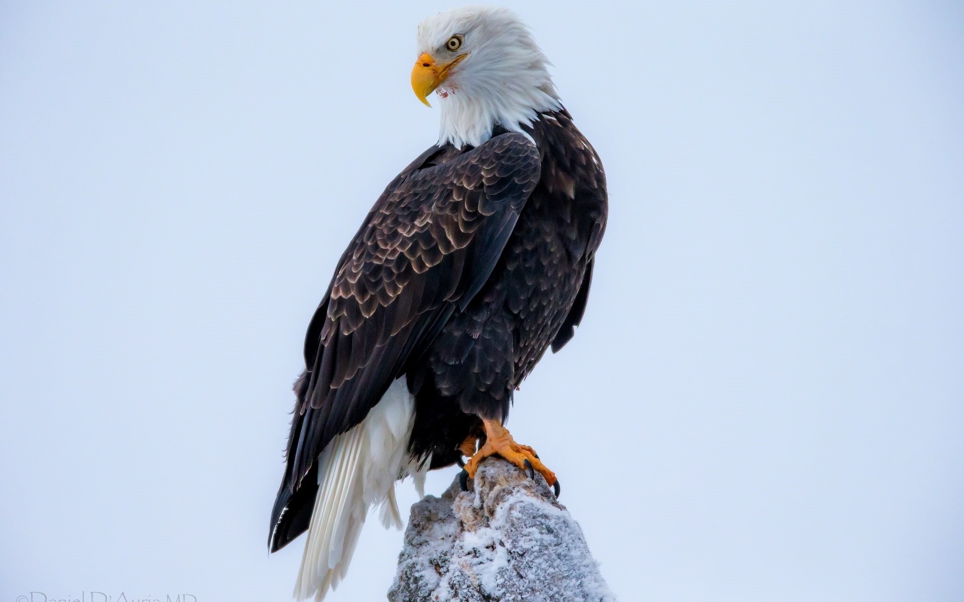 1080P, close, Bald, Eagle, HD Wallpaper