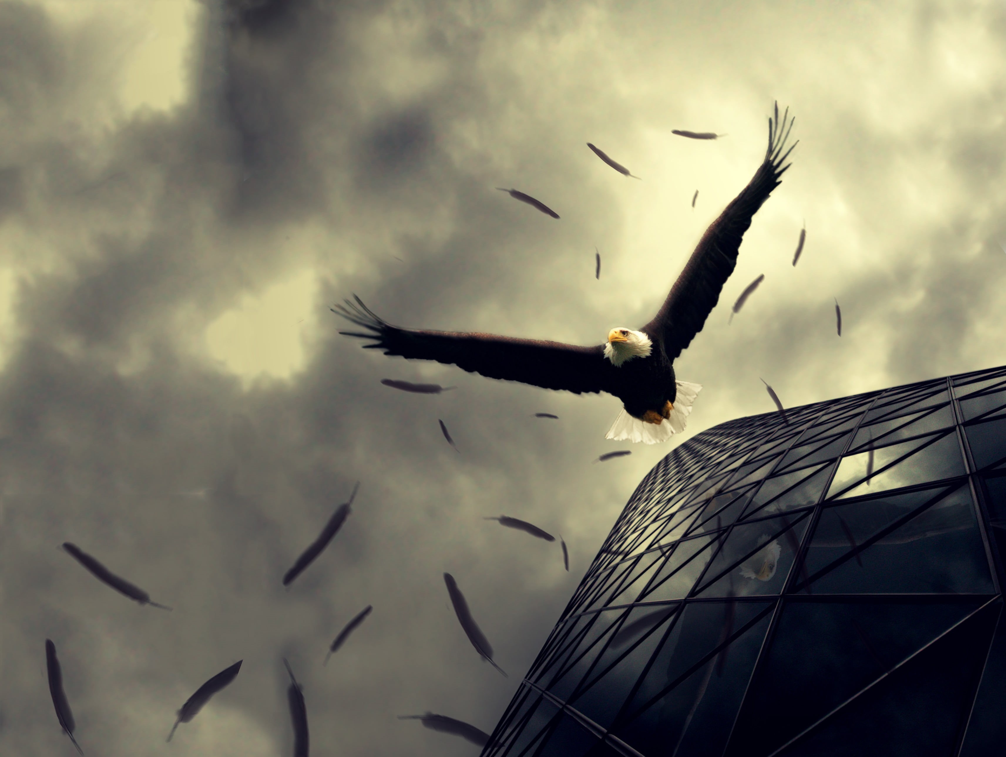 directly below, animals in the wild, mid-air, mode of transportation, flying, bird, sky, reflection, vertebrate, animal themes, animals, low angle view, HD Wallpaper