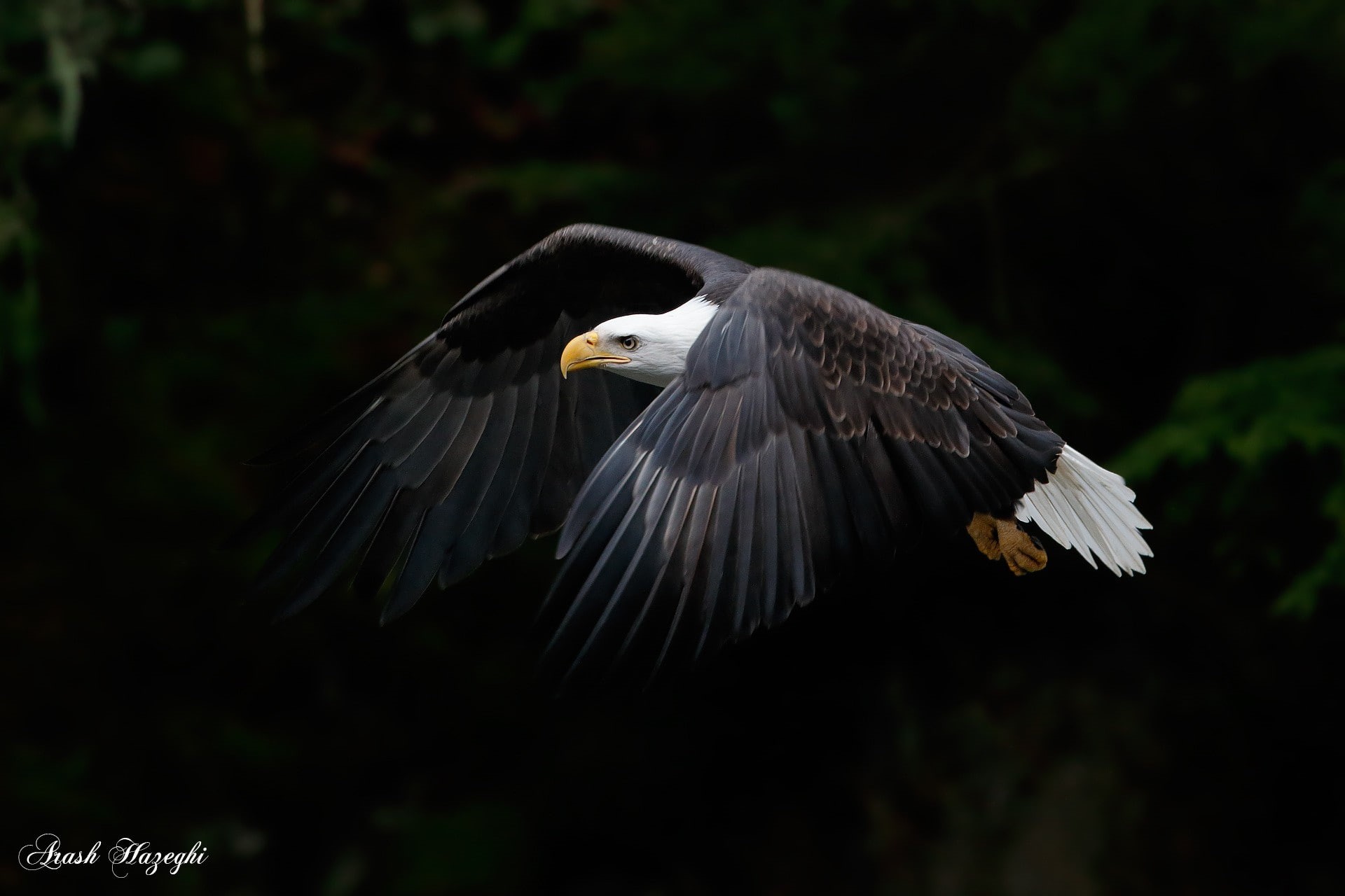 bald eagle, eagle, animals, photography, 1080P, HD Wallpaper