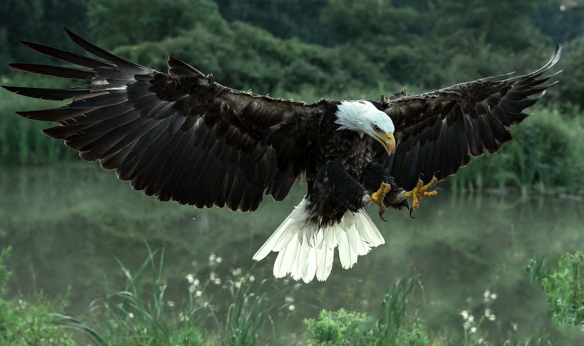 1080P, animals, bald eagle, HD Wallpaper