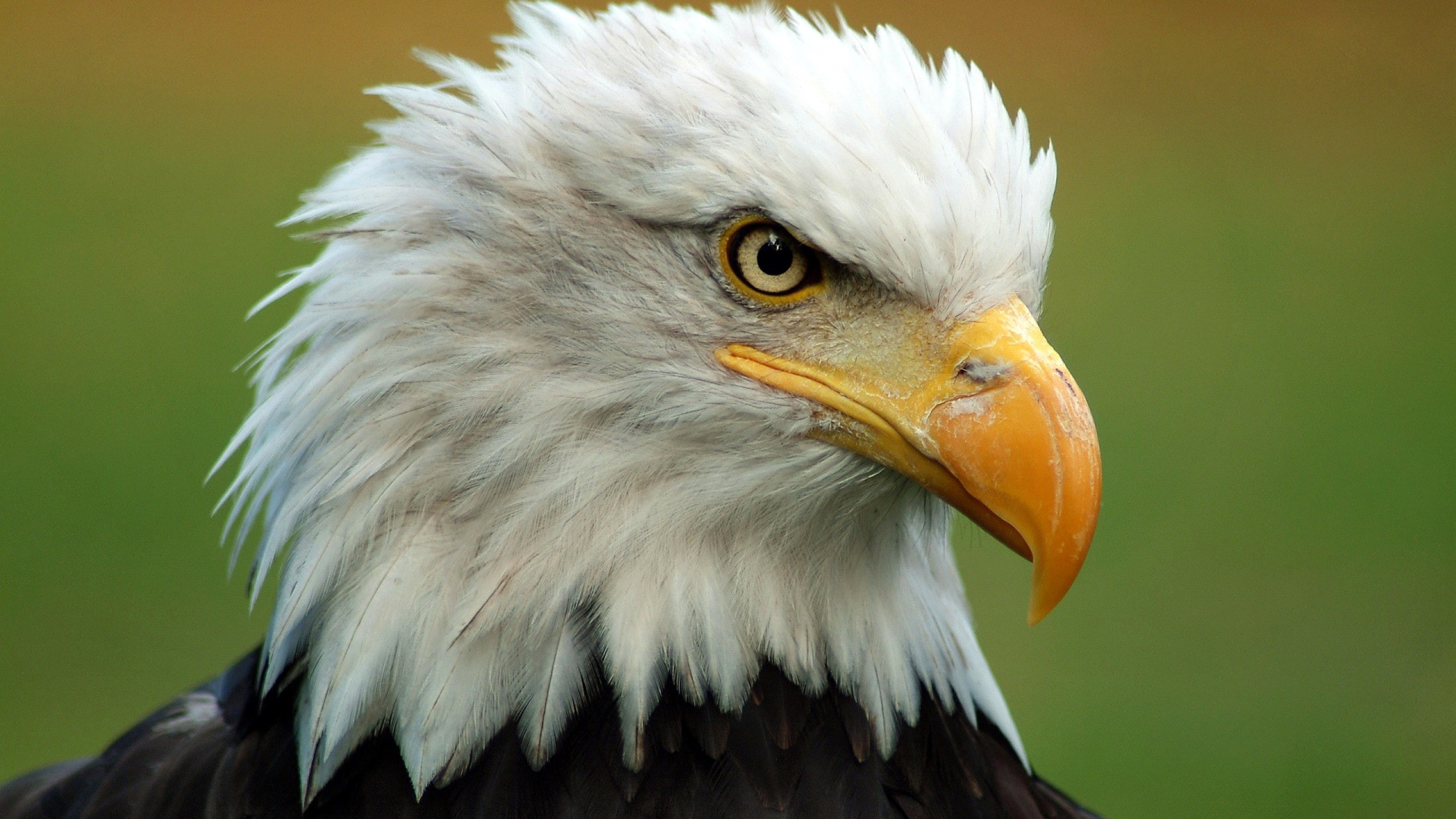 head, bald, white, black, 2K, bird, beak, eagle, bald eagle, feathers, HD Wallpaper