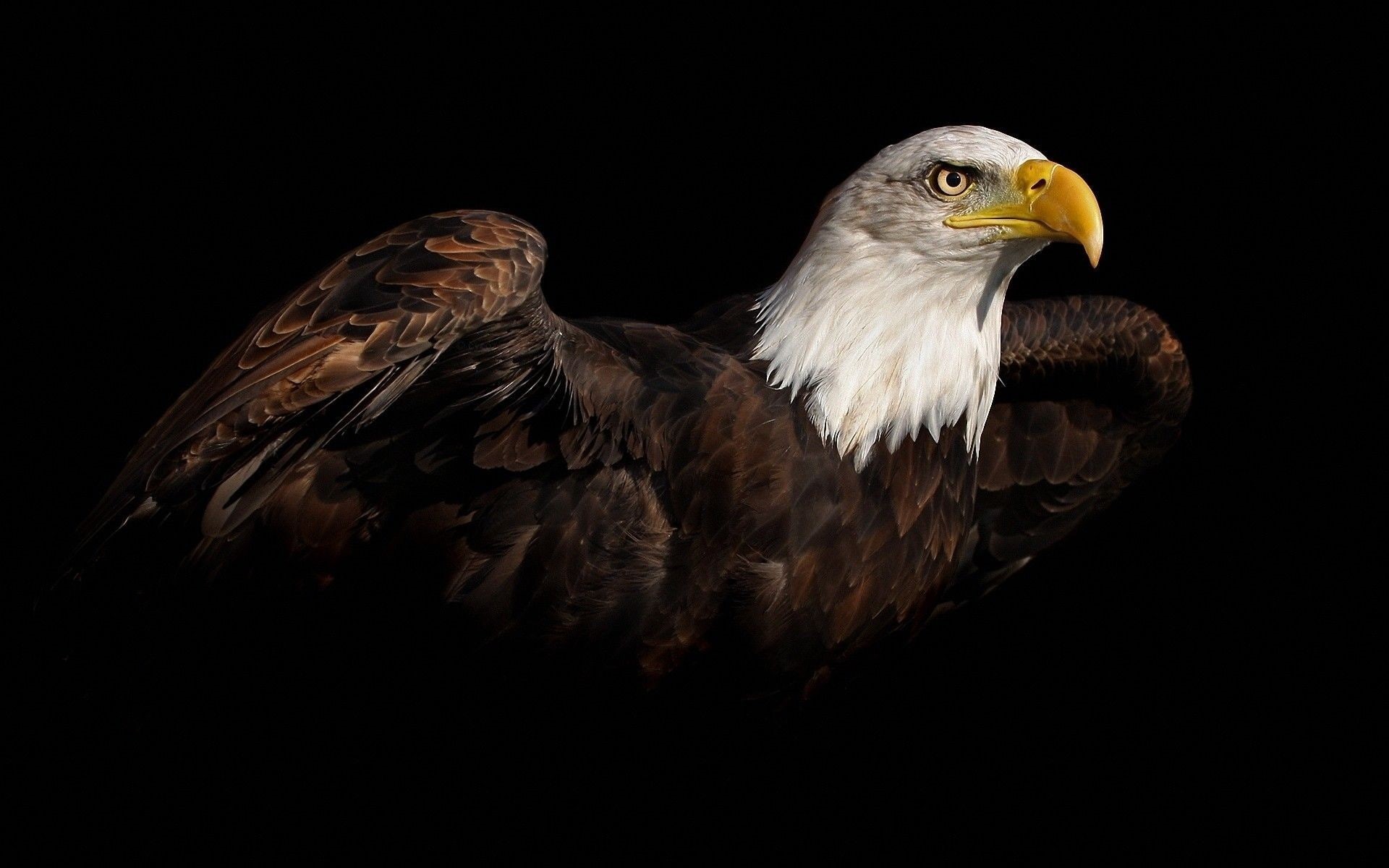 black background, bald eagle, birds, animals, 1080P, HD Wallpaper