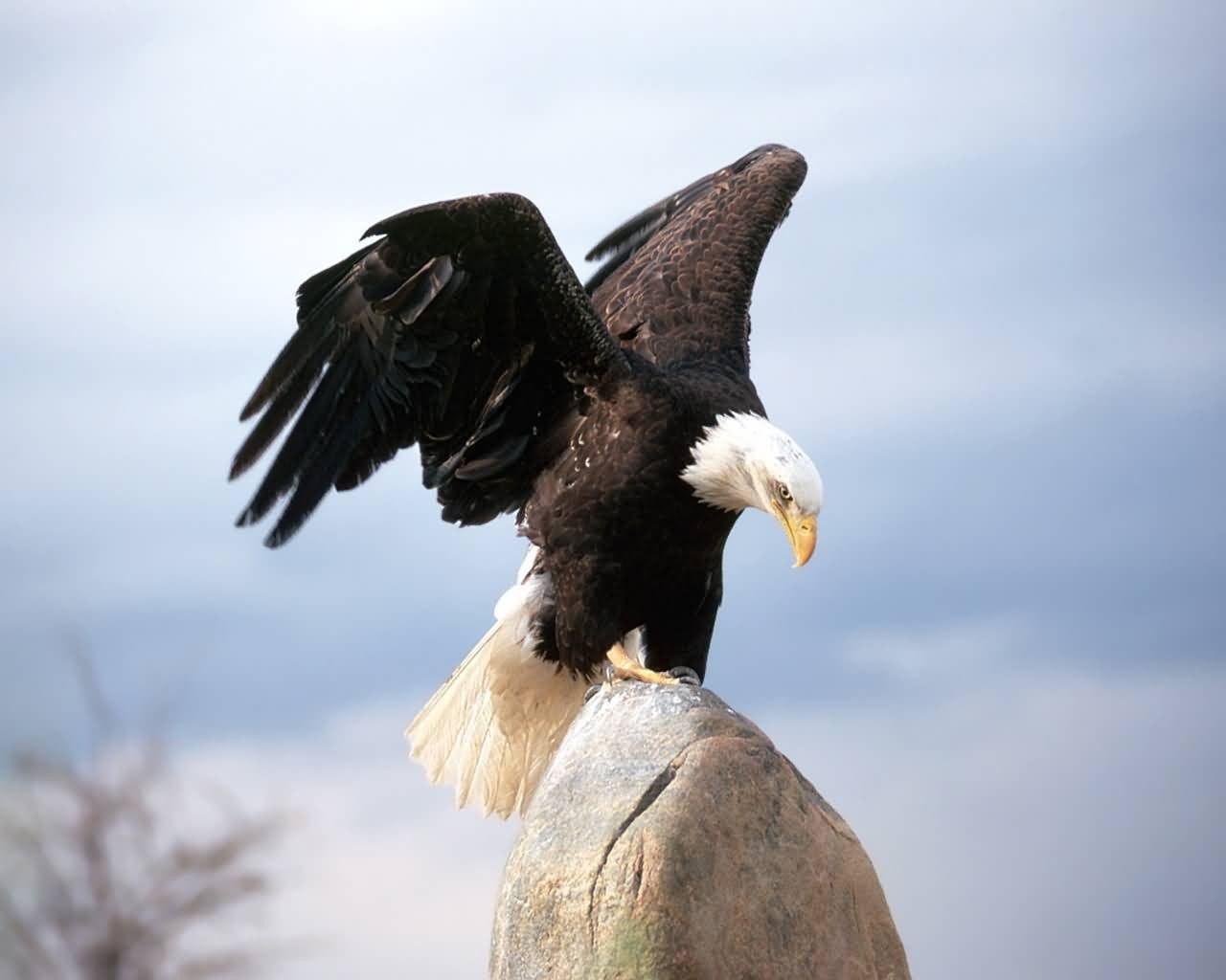 animal themes, bird, branch, bald, sky, flying, 720P, bald eagle, cloud - sky, nature, day, animal wildlife, animal, no people, birds, focus on foreground, HD Wallpaper