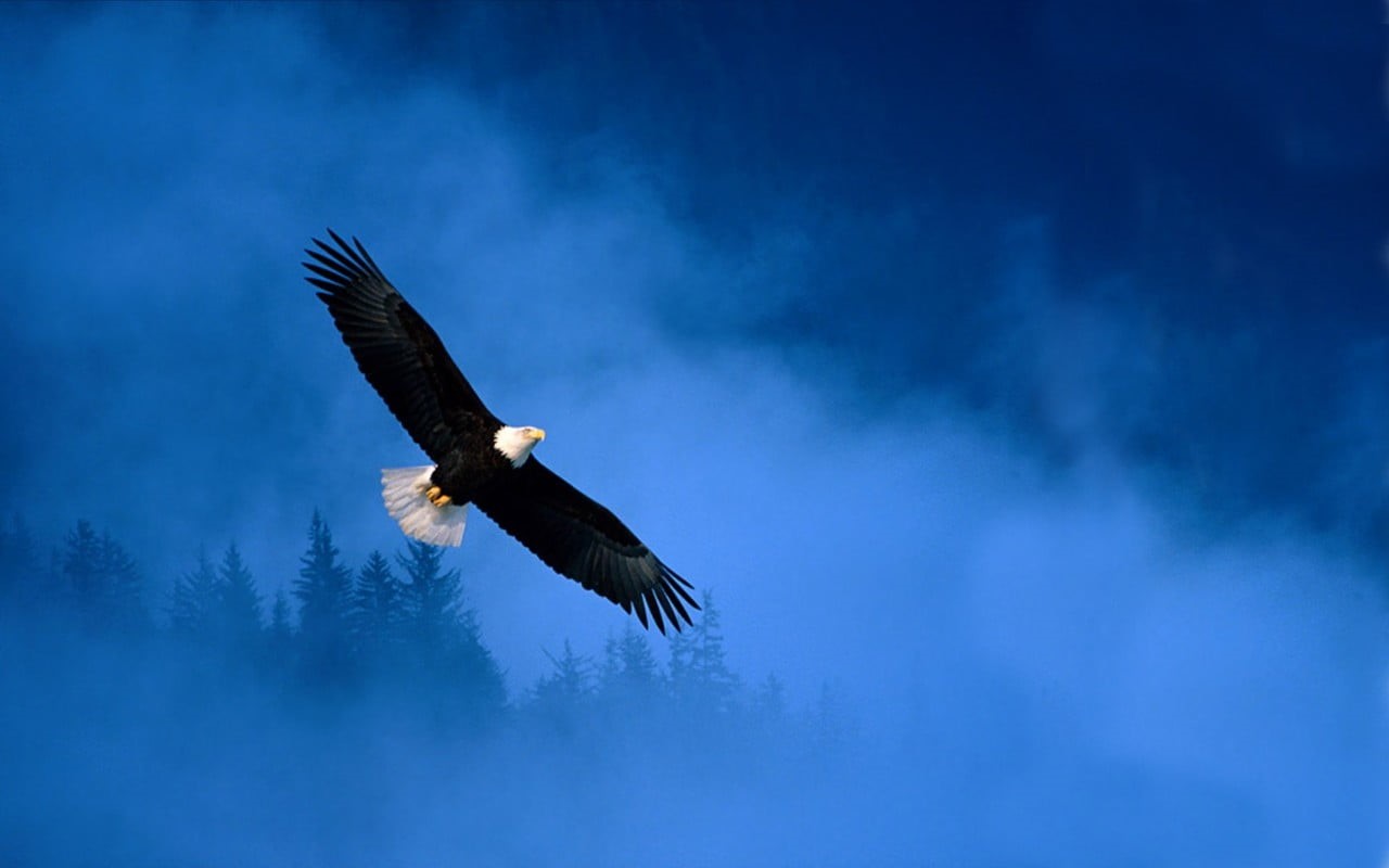animal, one animal, animal wing, nature, animals in the wild, animal body part, low angle view, sky, feather, pendant, vertebrate, spread wings, independence, HD Wallpaper