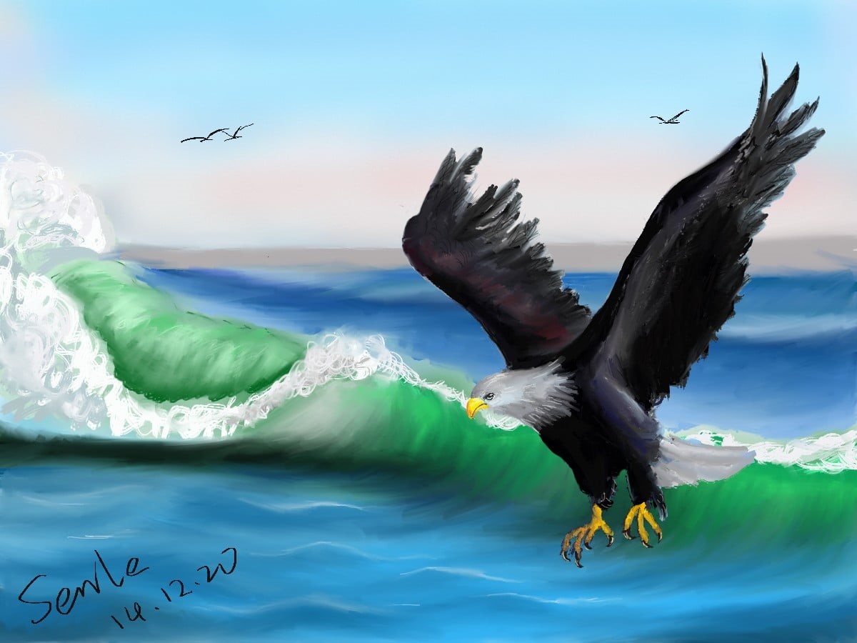 animal wildlife, no people, one animal, eagle, water, mid-air, bird, outdoors, spread wings, bald eagle, vertebrate, motion, flying, sky, day, seagull, HD Wallpaper