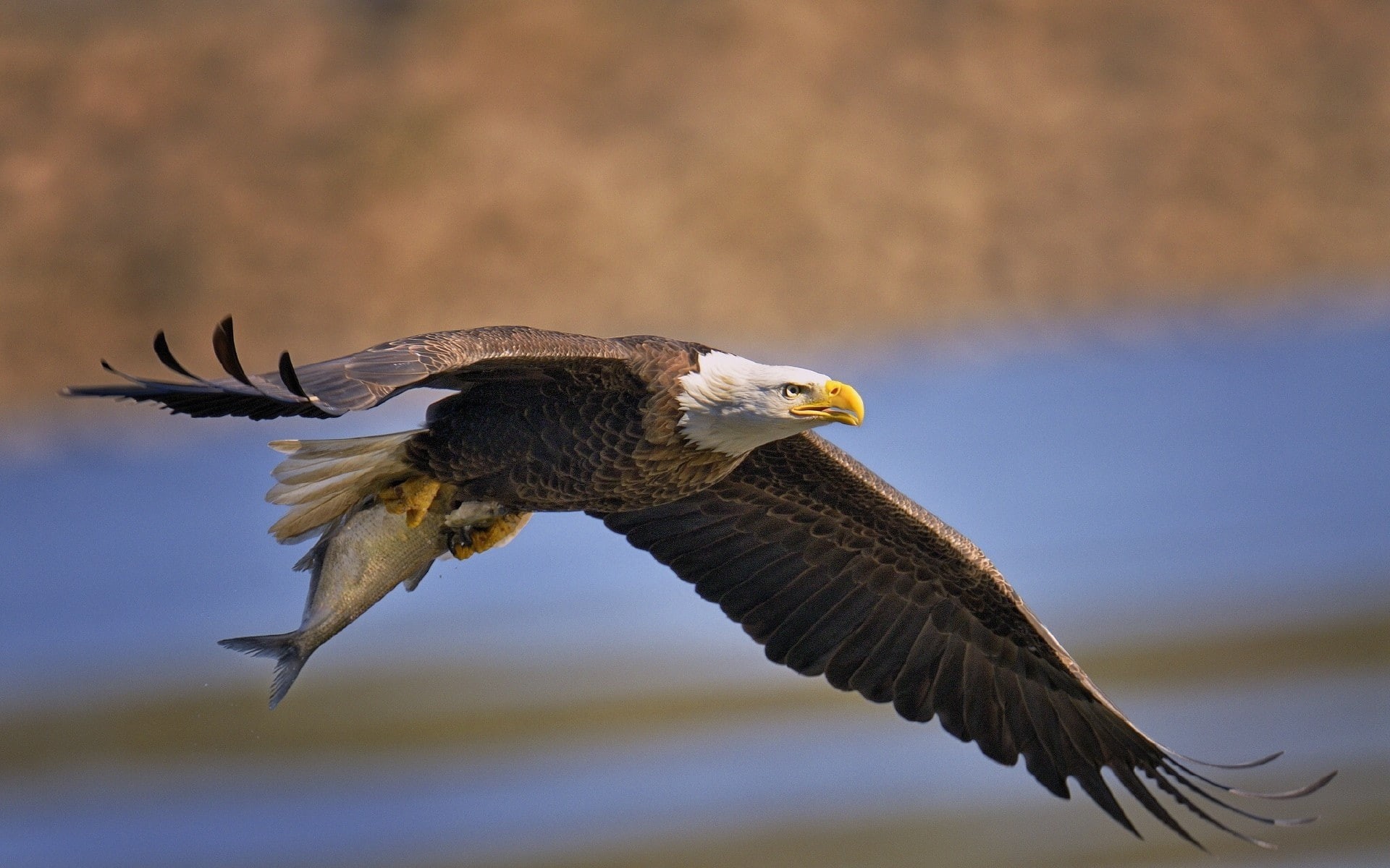 bald eagle, birds, animals, 1080P, eagle, HD Wallpaper