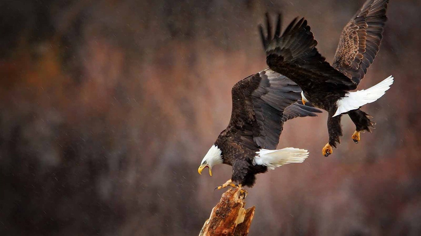 720P, animals, bald eagle, eagle, birds, HD Wallpaper
