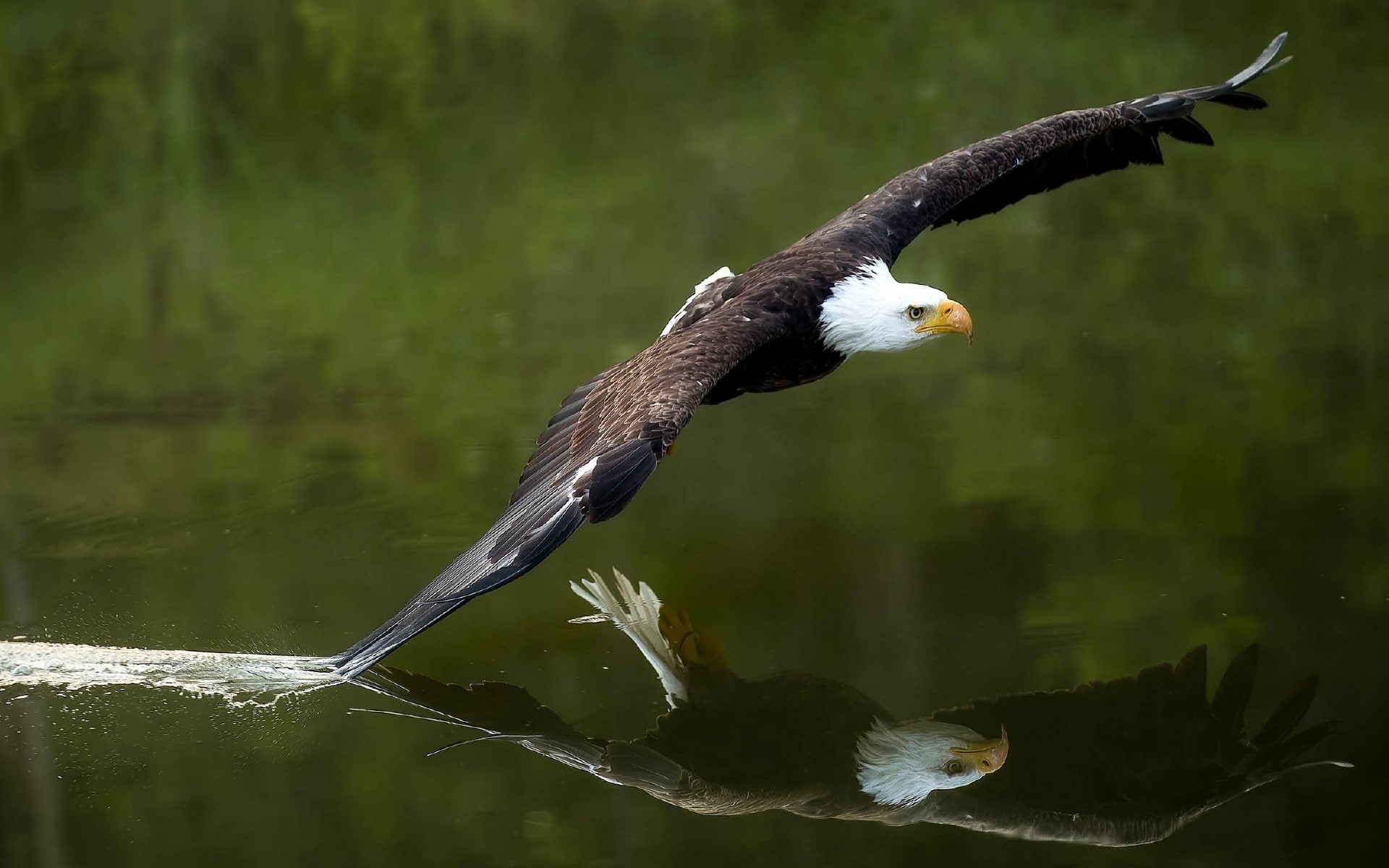 1080P, bald eagle, eagle, birds, animals, HD Wallpaper