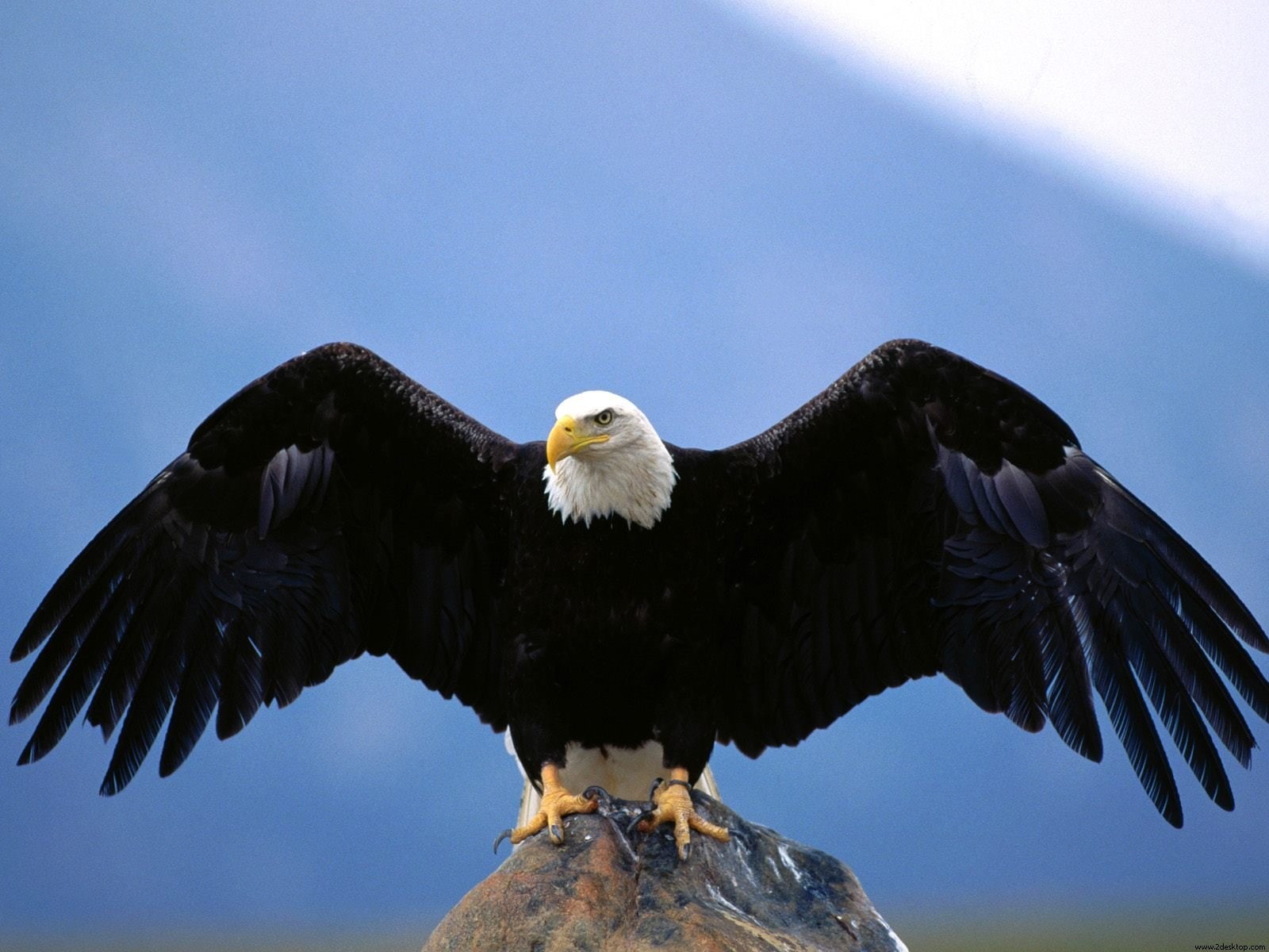 720P, bald, eagel, wingspan, eagle, HD Wallpaper