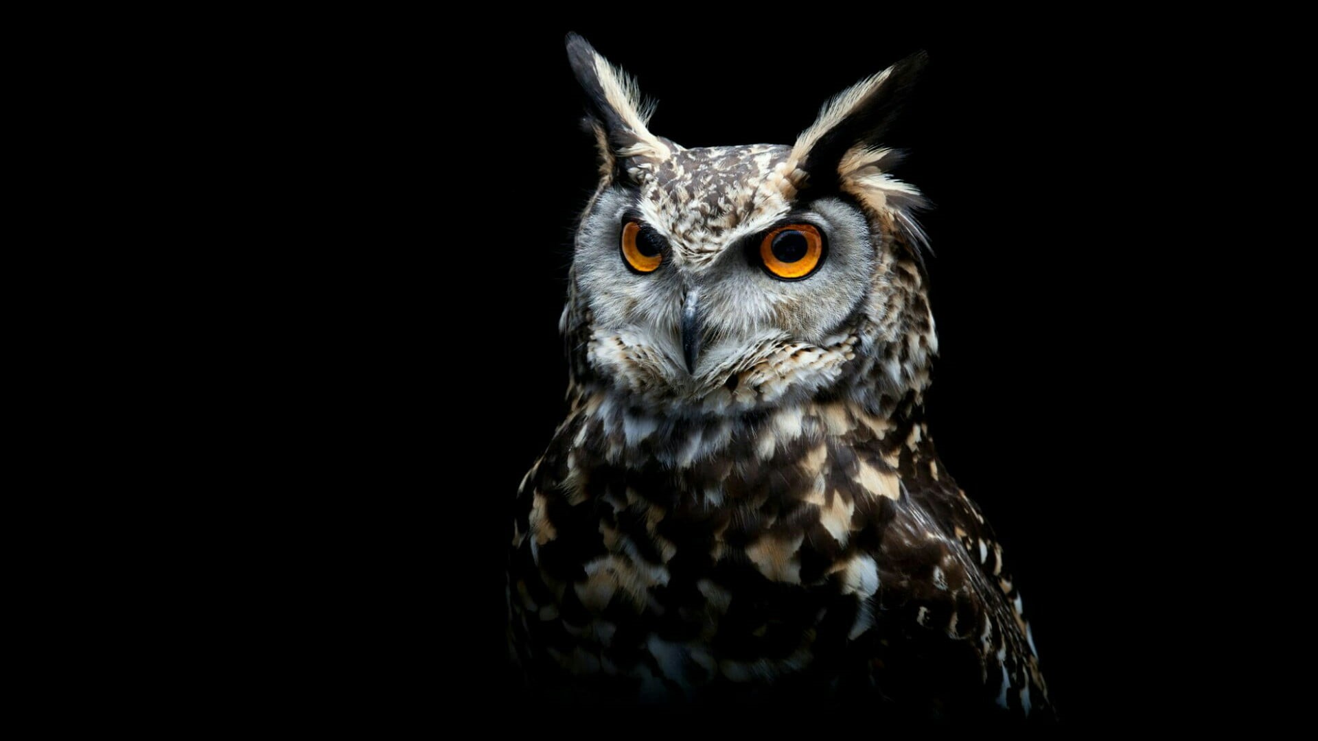 close-up, animal eye, studio shot, alertness, one animal, animal head, animal body part, vertebrate, wildlife, owl, animal themes, portrait, 1080P, looking at camera, HD Wallpaper
