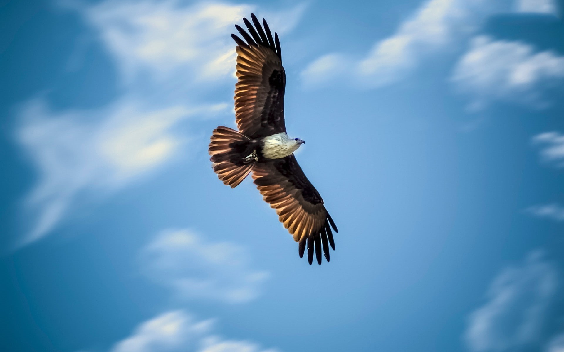 animals, bald eagle, 1080P, birds, HD Wallpaper