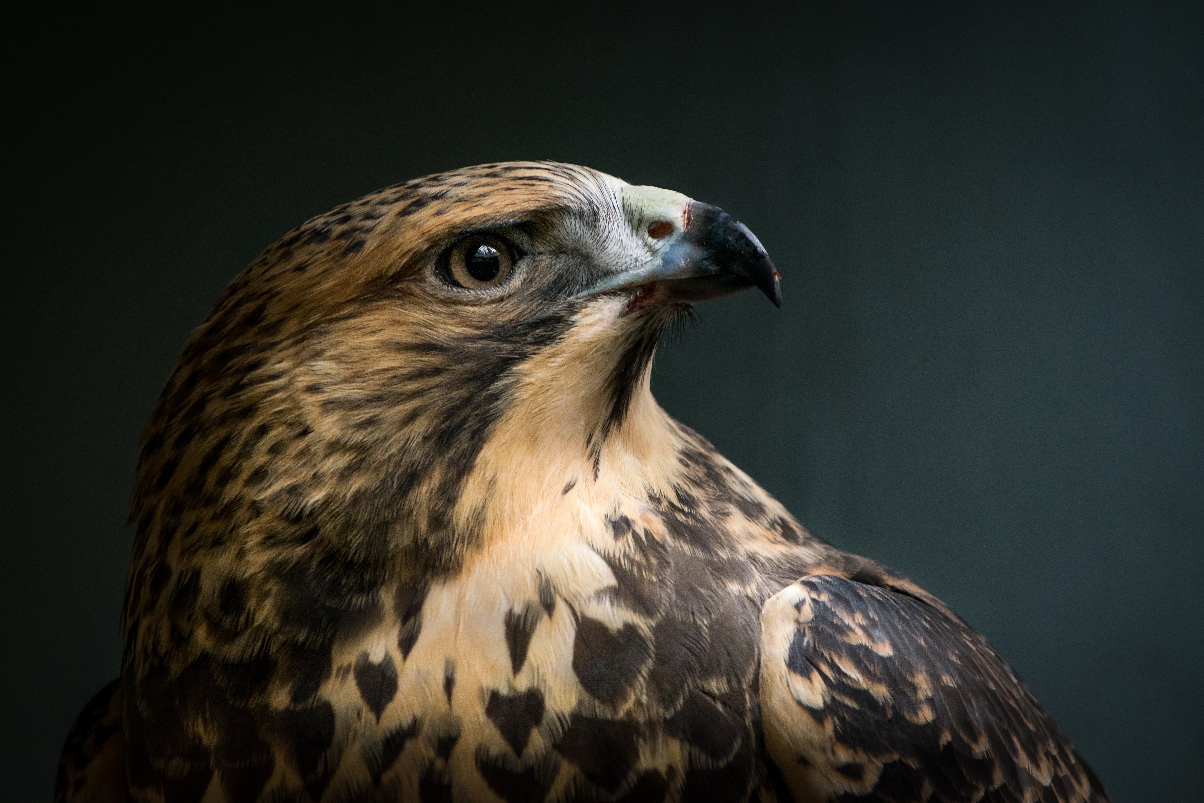 Wild  Birds, black, Buteo Swainsoni, macro, eagle - Bird, animal, brown, animals In The Wild, feather, nature, bird of Prey, beak, eagle, shot, Central Oregon, HD Wallpaper
