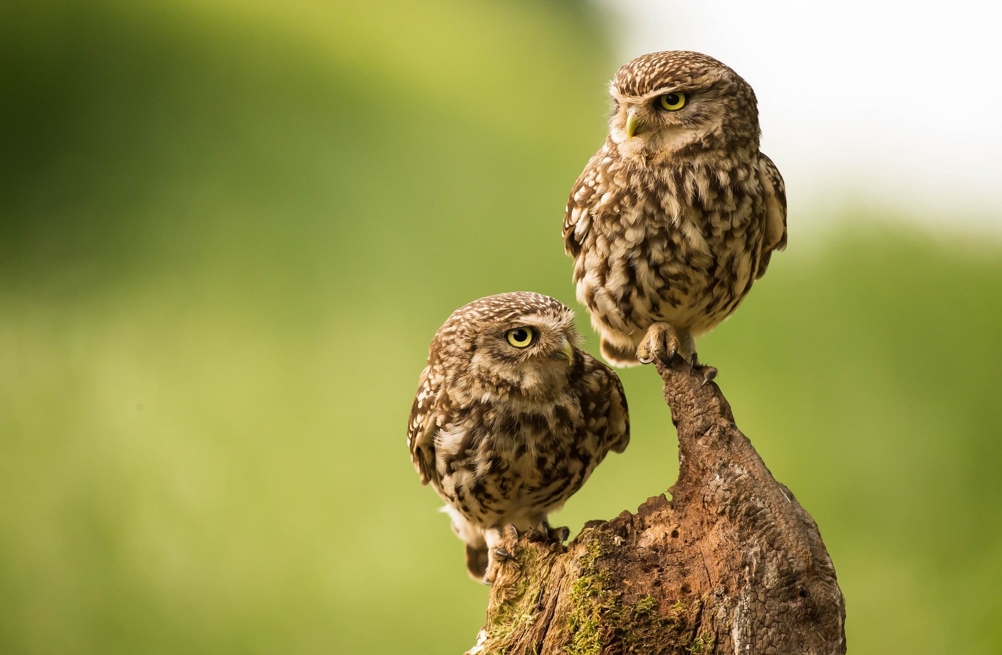 bird, beauty In Nature, animals Hunting, no People, looking away, forest, one Animal, vertebrate, bird of Prey, looking, beak, carnivore, group of animals, HD Wallpaper
