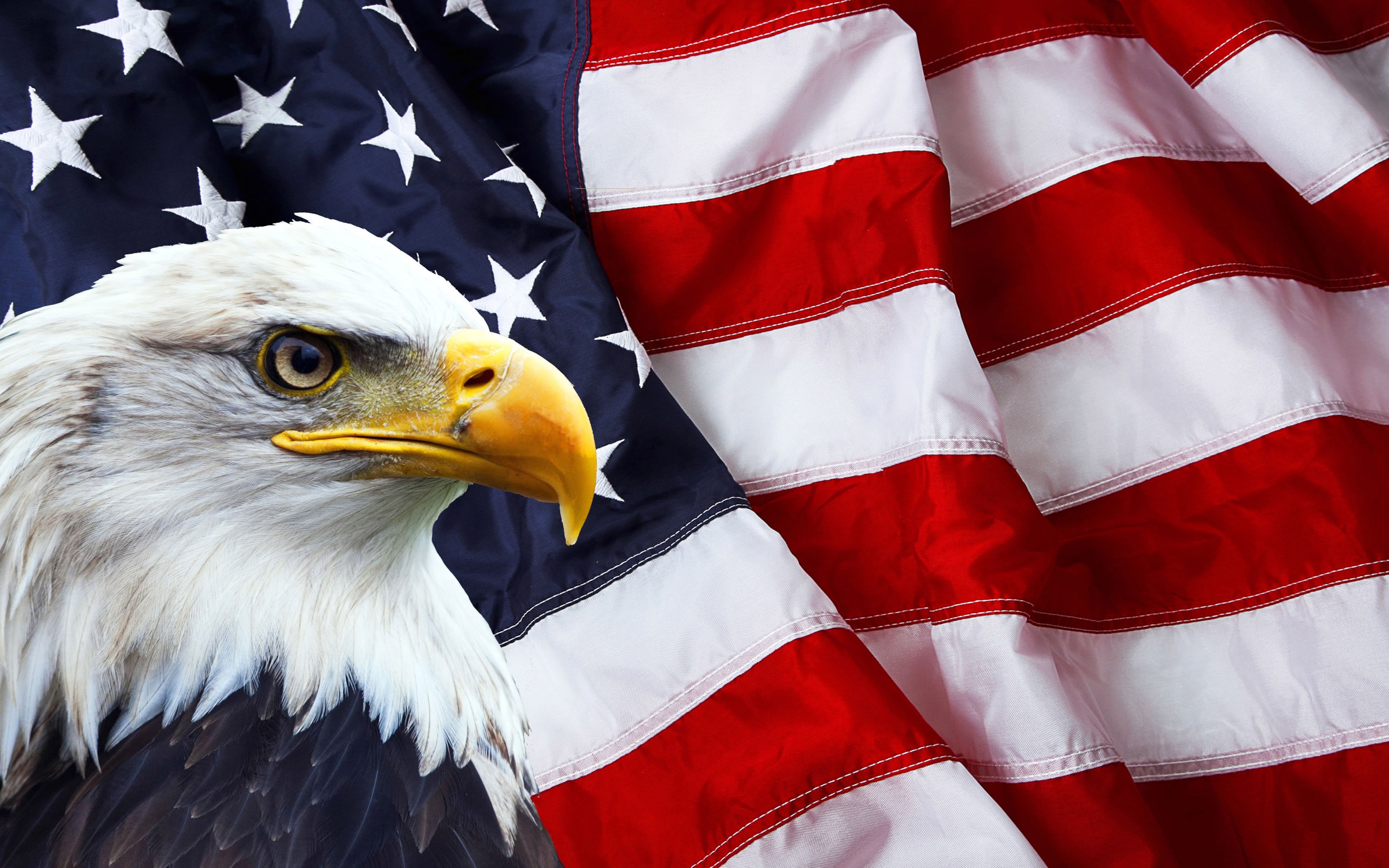 animals in the wild, white color, bald, bird, red, one animal, america, eagle - bird, vertebrate, north, photo, national icon, animal themes, 4K, independence, HD Wallpaper