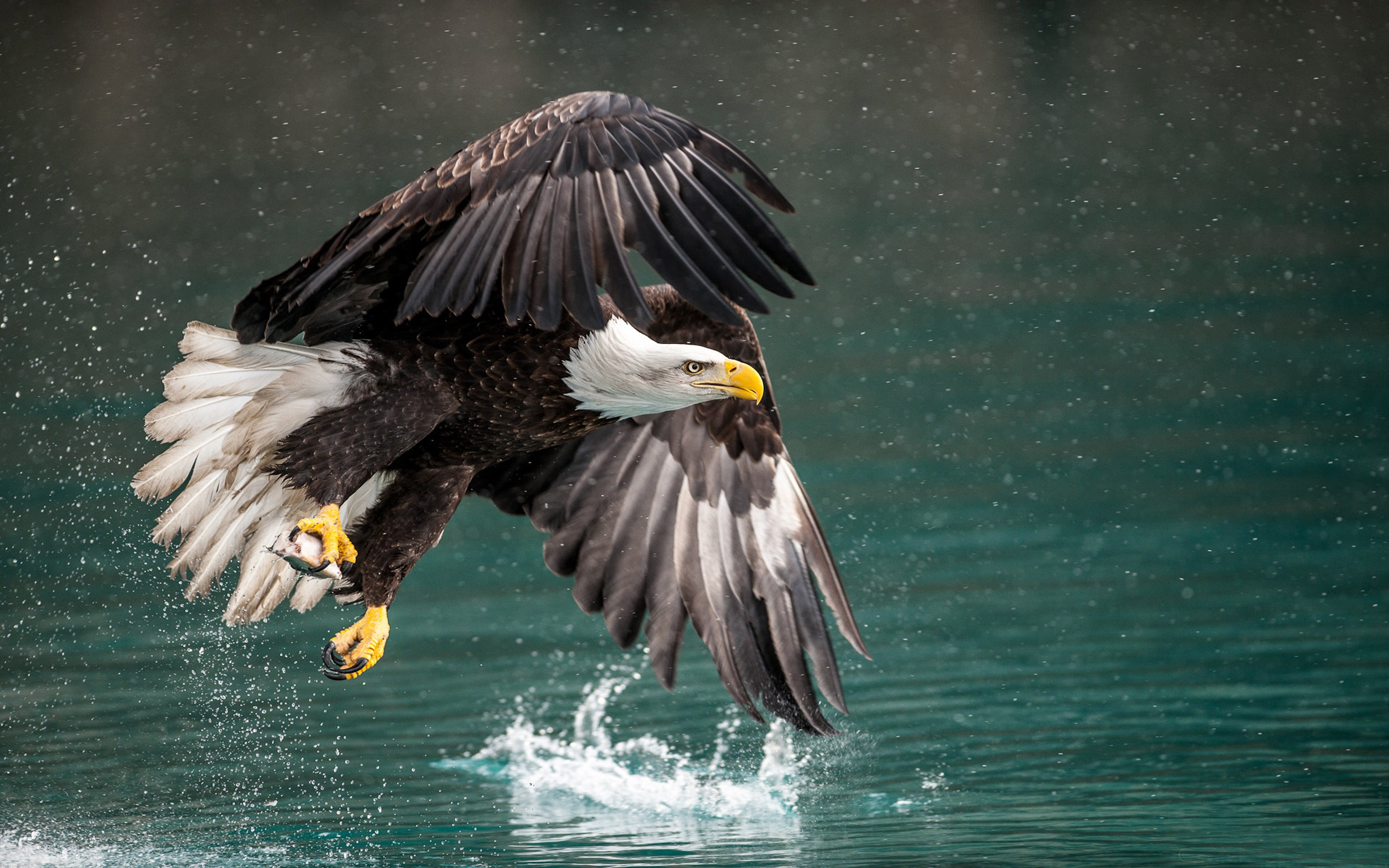 mid-air, animal themes, no people, bird of prey, one animal, winter, bald, eagle, fantastic, tablet, mobile, animal, flying, alaska, vertebrate, outdoors, HD Wallpaper