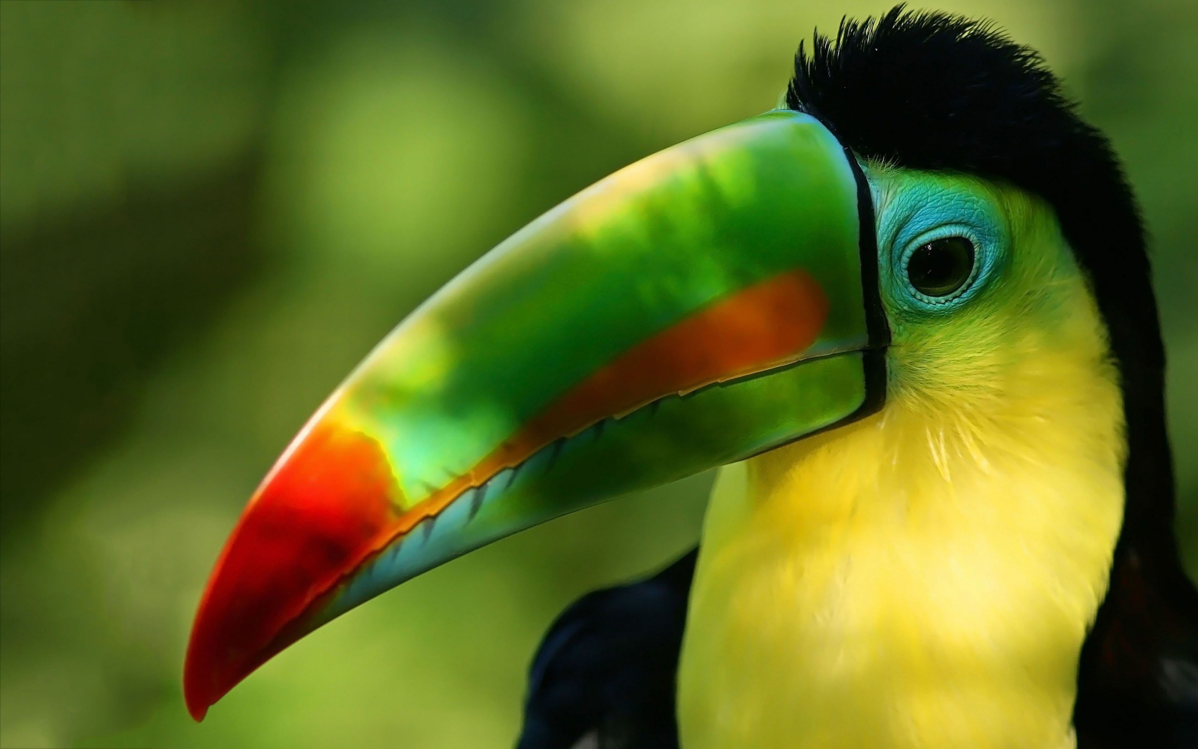 focus on foreground, animal themes, close-up, mobile, hd, head, green color, pc, day, multi colored, tucan, parrot, beautiful, no people, animal body part, HD Wallpaper