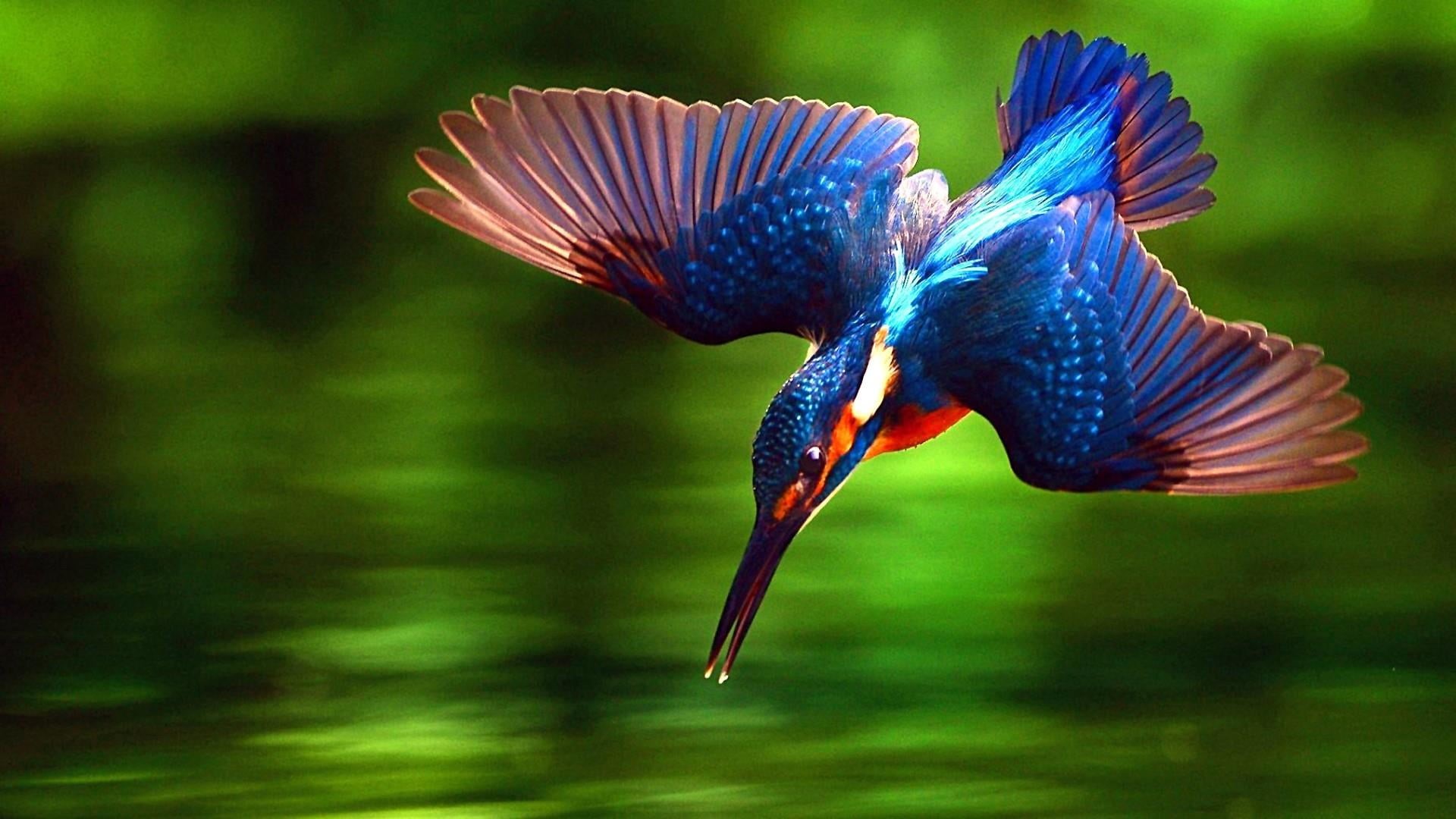 close up, animals in the wild, mid-air, kingfisher, bird, blue, wing, vertebrate, animal themes, focus on foreground, animal wildlife, spread wings, beauty in nature, HD Wallpaper