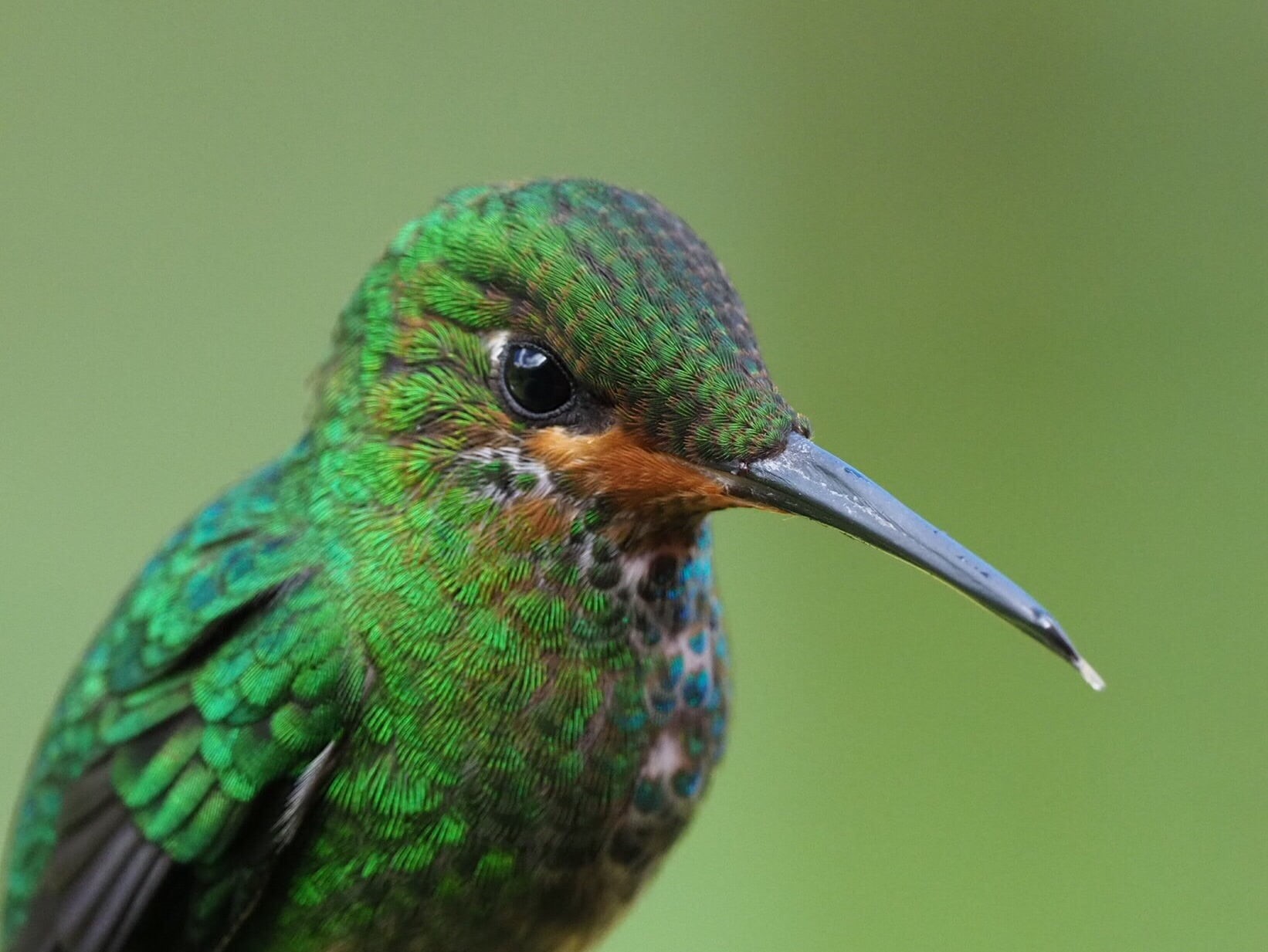 colibri, nature, uccello, Costa Rica, green, selective, wings, close-up, beak, wildlife photography, animal, feather, multi Colored, bird, photography, HD Wallpaper