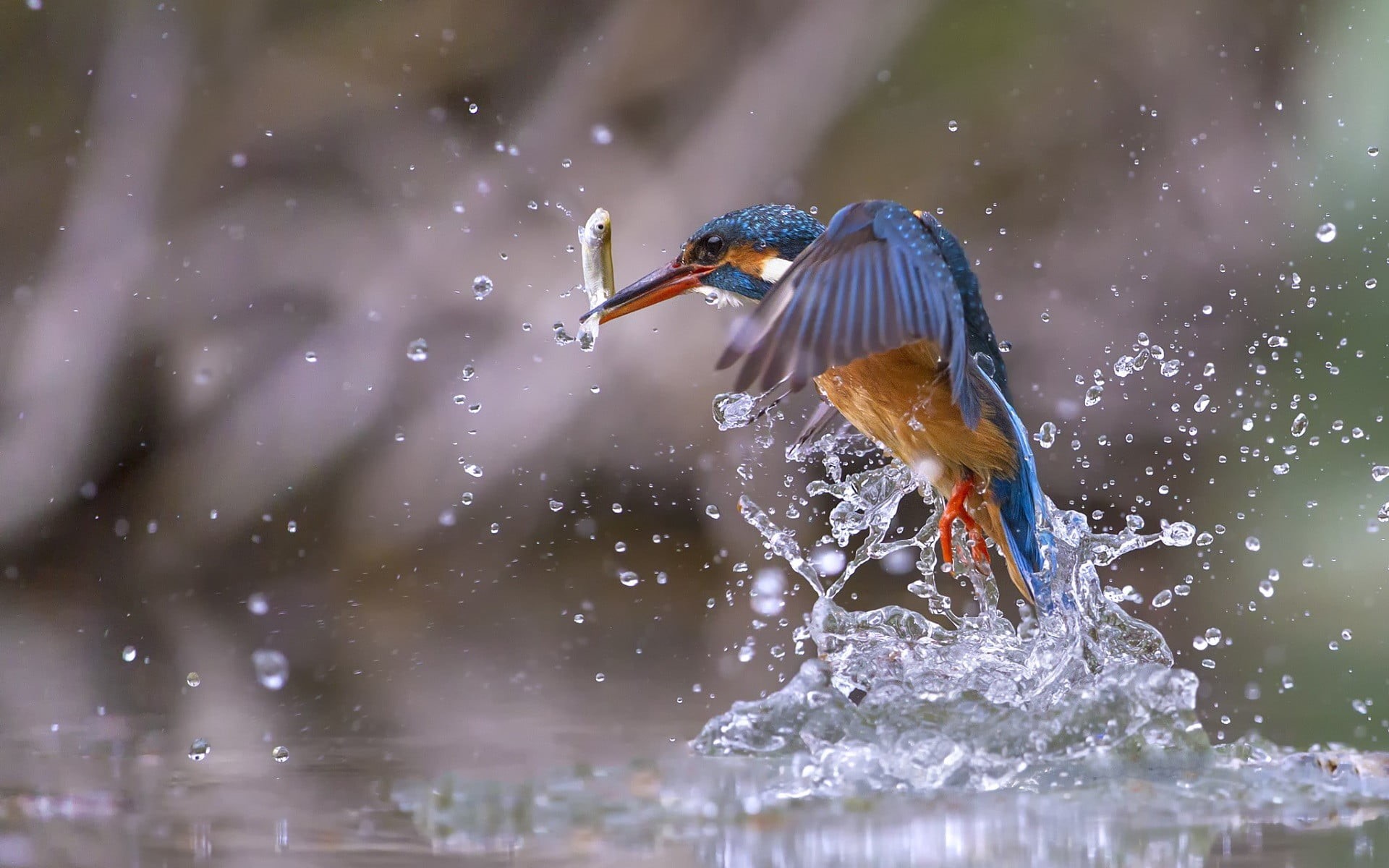spread wings, vertebrate, focus on foreground, animal themes, water drops, day, water, animal wildlife, figurine, splashing, one animal, kingfisher, motion, HD Wallpaper
