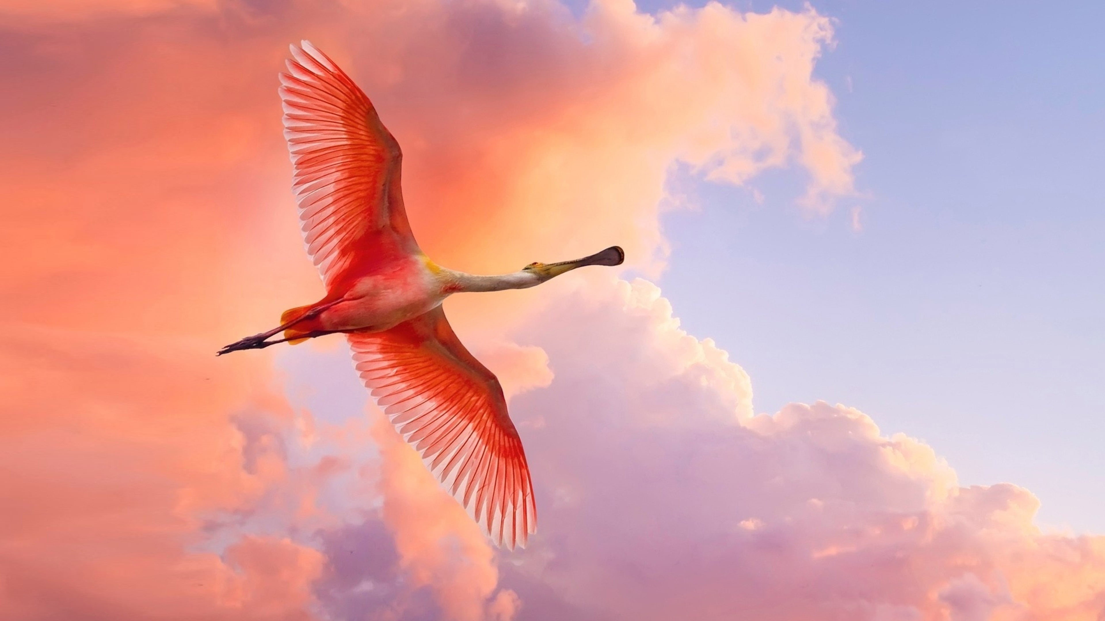 roseate, flying, motion, wings, spread wings, orange color, sunset, 4K, hd, mobile, cloud - sky, wide, nature, tablet, clouds, phones, low angle view, HD Wallpaper