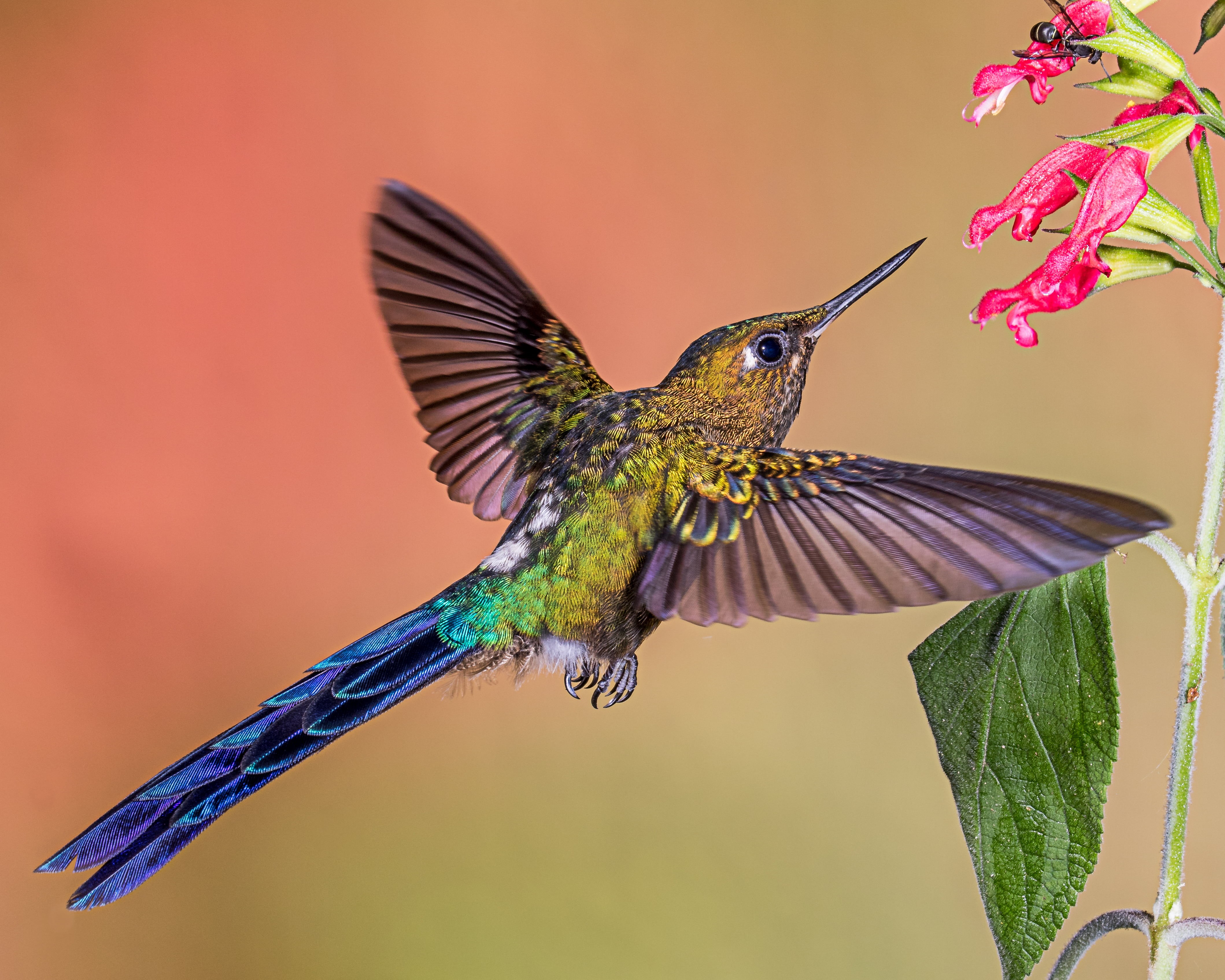 pink, Lens, feather, 4K, petaled, spread Wings, flower, Violet-tailed Sylph, near, flying, hummingbird, iridescent, nature, hovering, multi Colored, aviary, HD Wallpaper