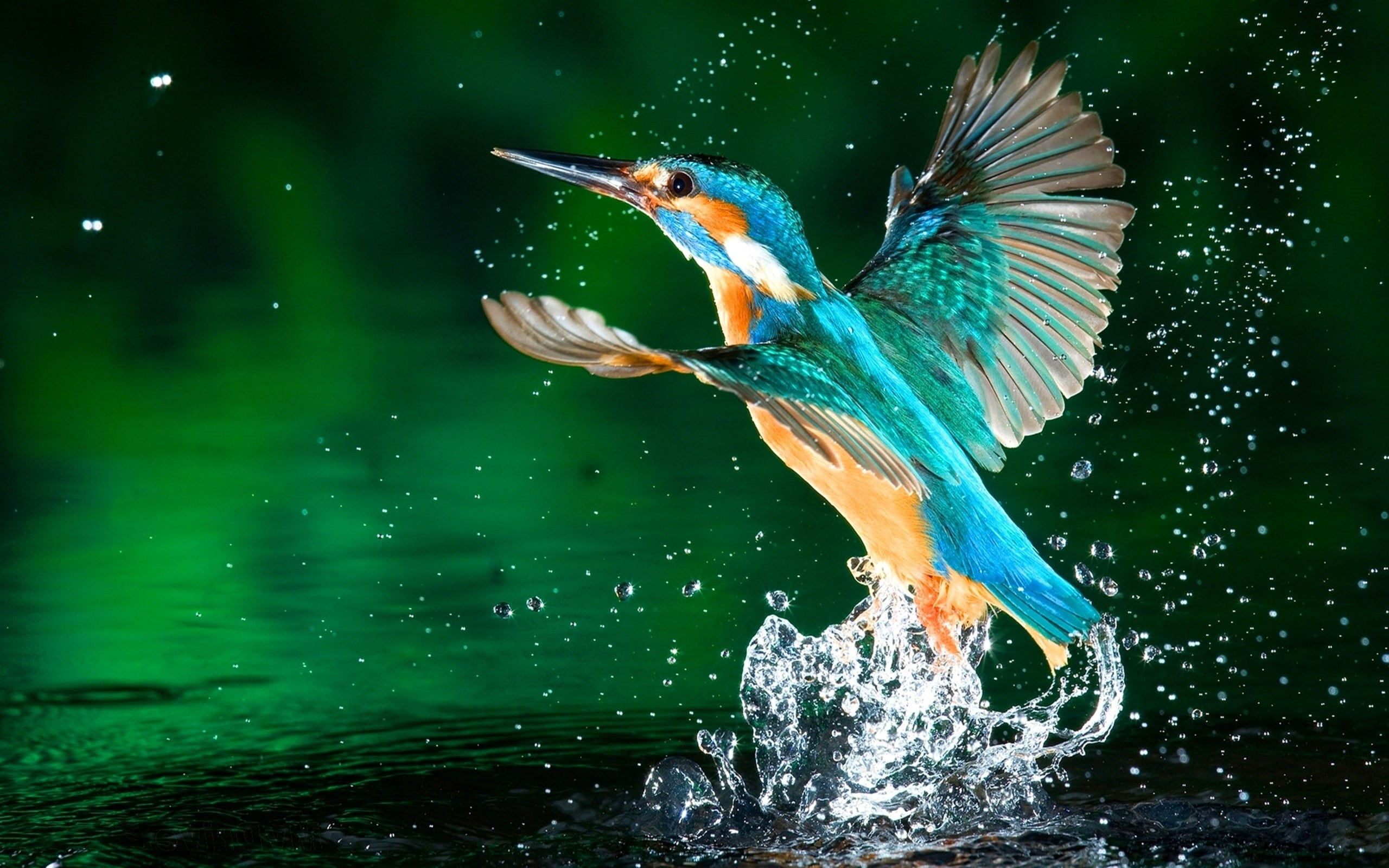 water, splashes, outdoors, birds, nature, waterfront, no people, hummingbird, brown, motion, day, lake, flapping, flying, animals in the wild, animal, one animal, HD Wallpaper