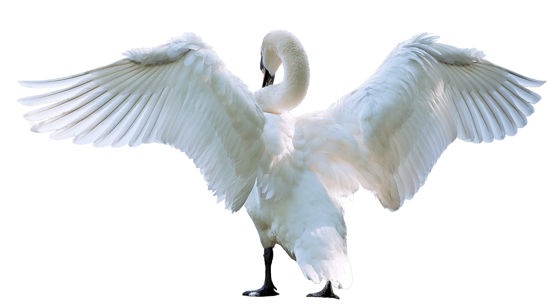 spreading, transparent, white swan, flapping, studio shot, sky, grace, spread wings, photo, animal themes, animal, wing, wild, wildlife, feathers, no people, HD Wallpaper