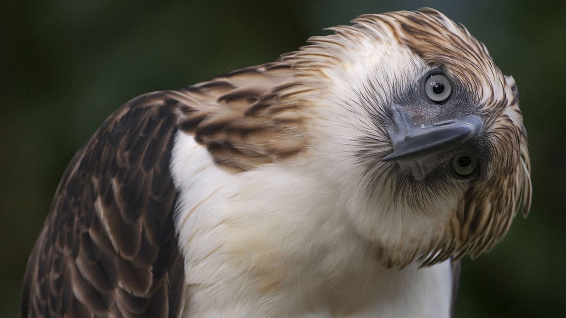outdoors, animal wildlife, beak, Philippine eagle, nature, bird, animal eye, eagle, bird of prey, looking, animal, one animal, animals in captivity, animal body part, HD Wallpaper