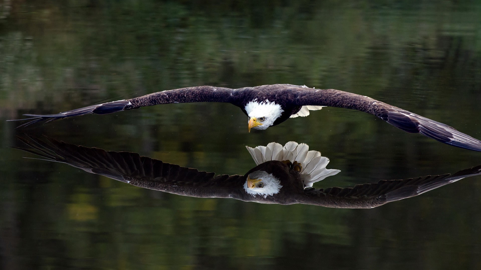 1080P, bird, reflection, eagle, HD Wallpaper