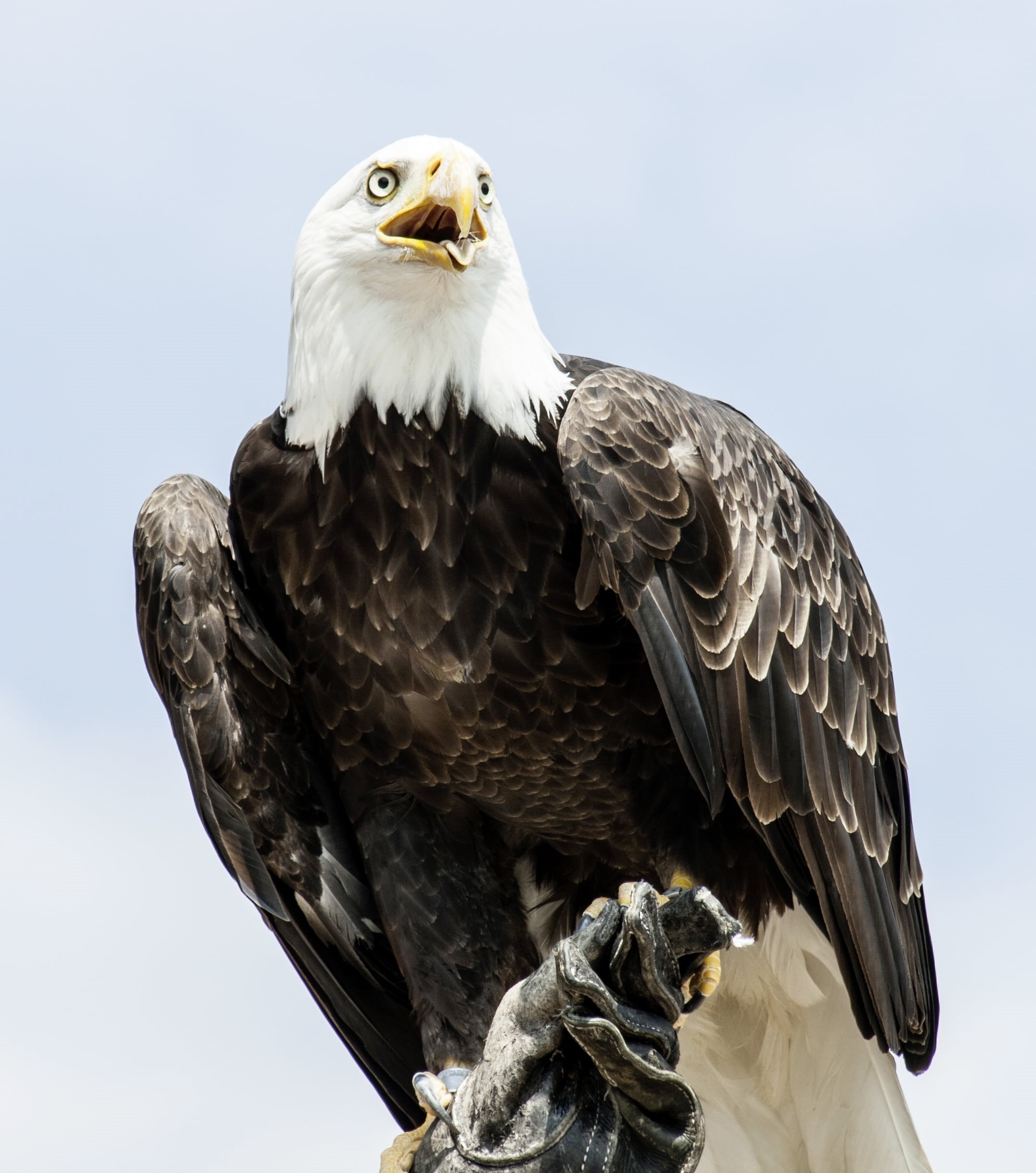 white, perching, day, animal, low angle view, animal themes, outdoors, focus on foreground, black, adler, bald eagles, raptor, falcon - bird, eagle, 1080P, Phone HD Wallpaper