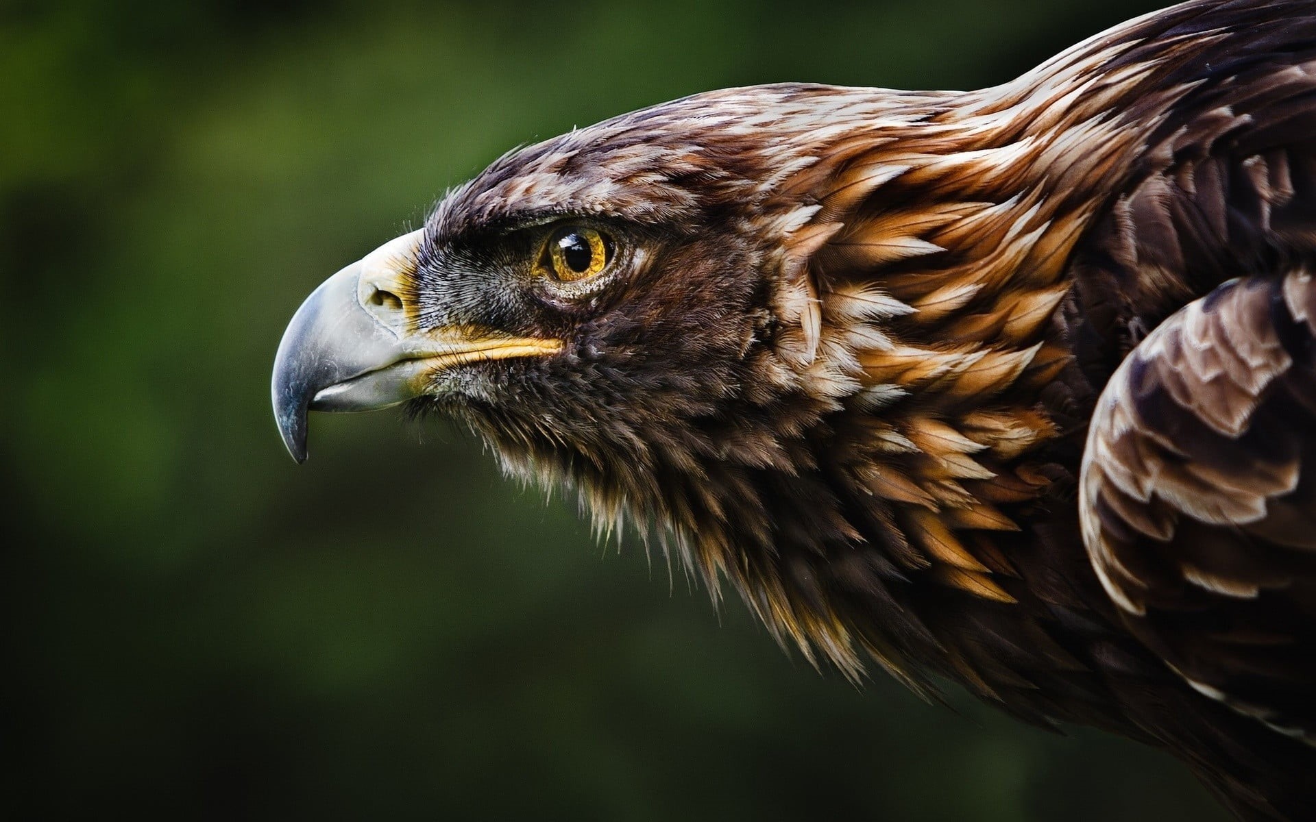 side view, hawk, nature, 1080P, bird, birds, Eastern Imperial Eagle, one animal, brown, animal eye, eagle - bird, animal body part, animal wildlife, animal head, HD Wallpaper