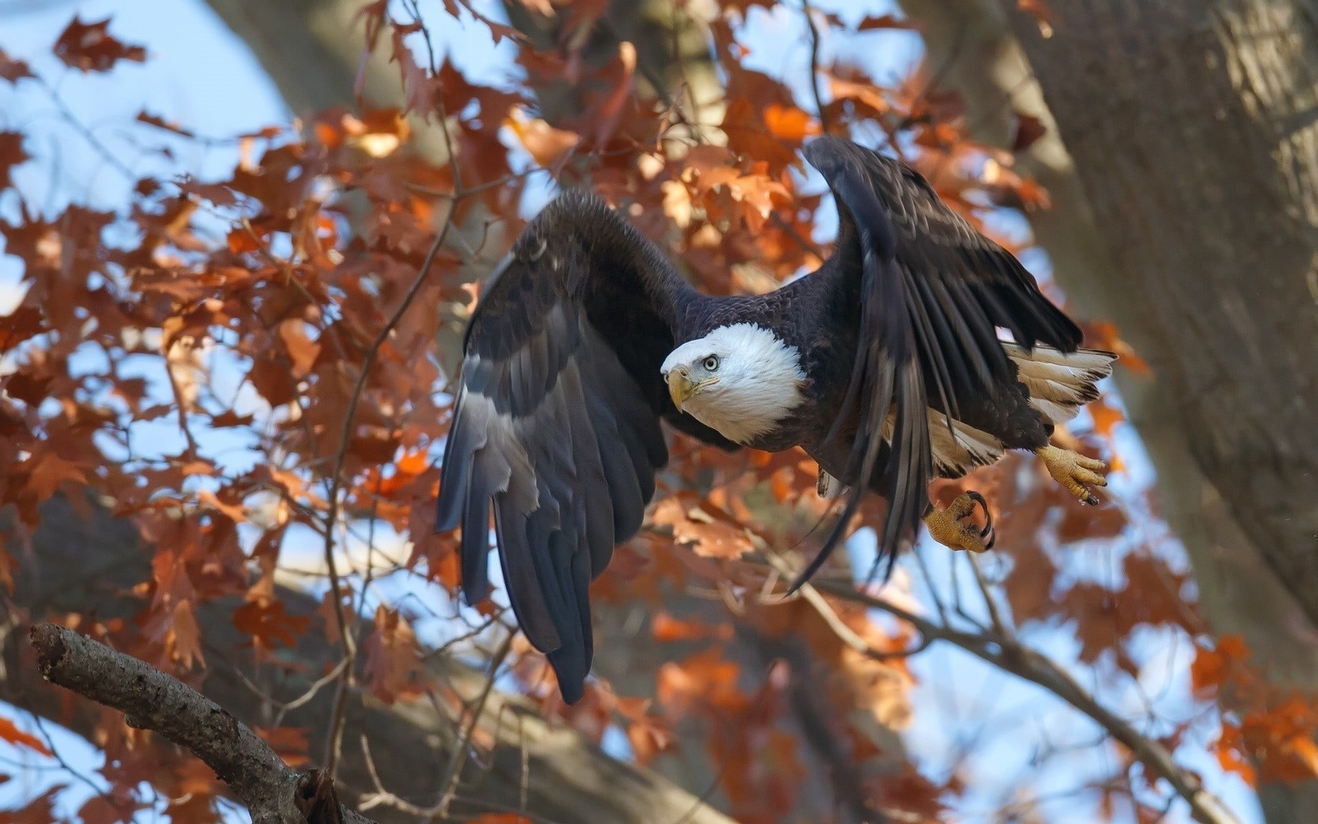 selective focus, vertebrate, nature, wildlife, animals, animal themes, outdoors, tree, black, focus on foreground, forest, blue, yellow, one animal, bird of Prey, HD Wallpaper