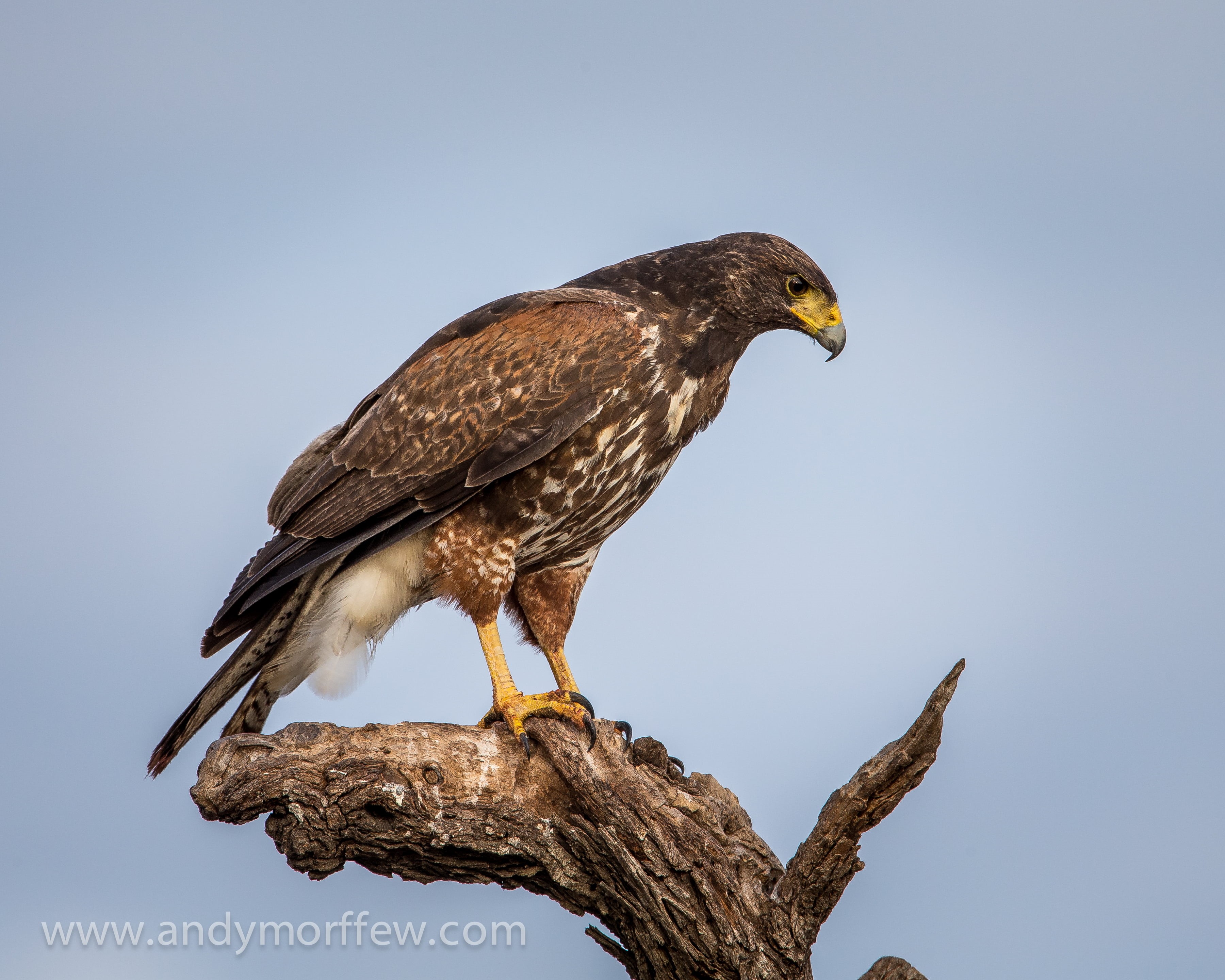 eagle, eagle - Bird, animals In The Wild, nature, daytime, animal, wildlife, brown, Harriss Hawk, feather, hawk - Bird, white, 2K, branch, Juvenile, bird, HD Wallpaper