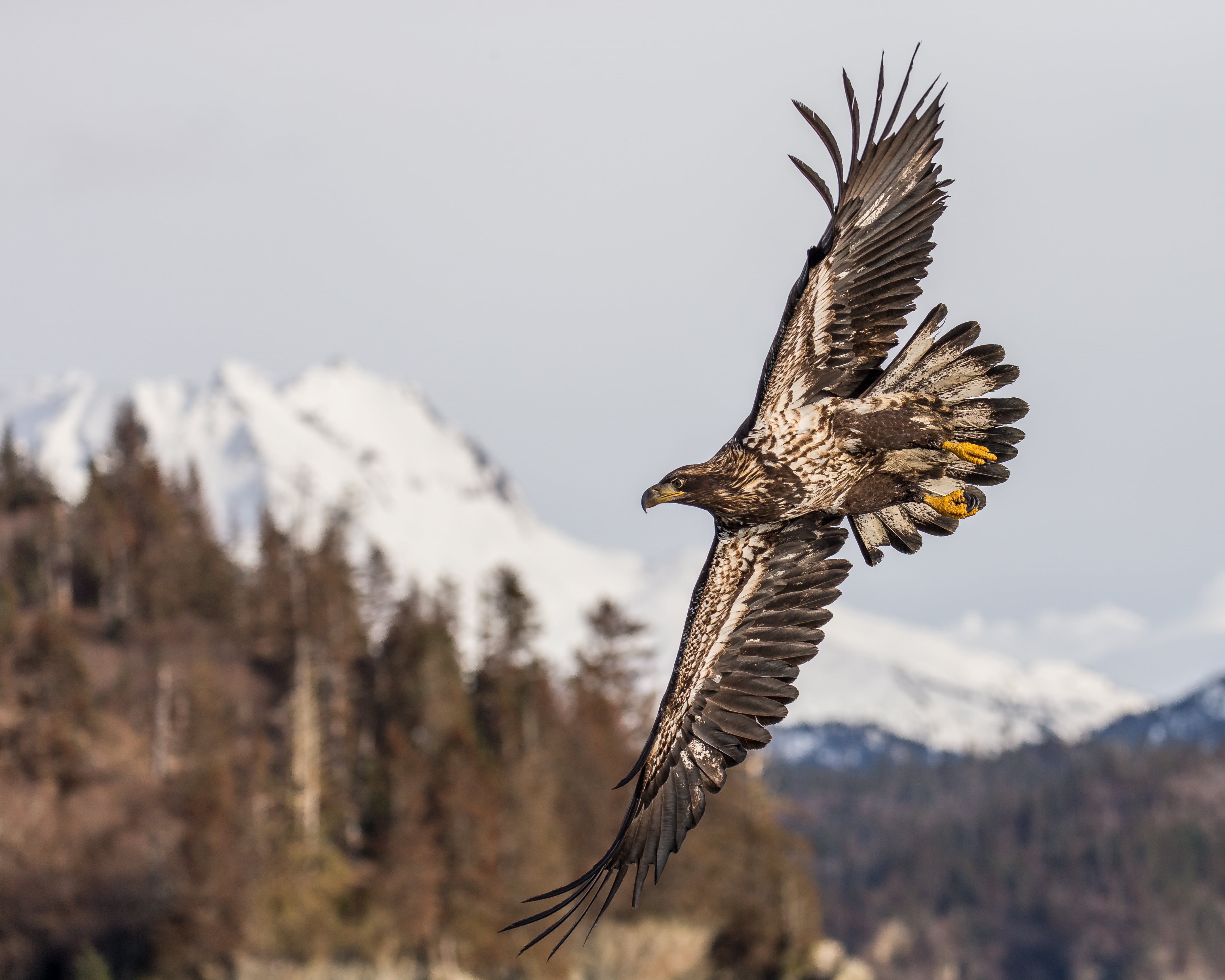 Bald Eagle, Flying, forest, outdoors, Alaska, white eagle, animal, white, nature, brown, eagle, bif, wildlife, animals In The Wild, 4K, Wings, in-flight, HD Wallpaper