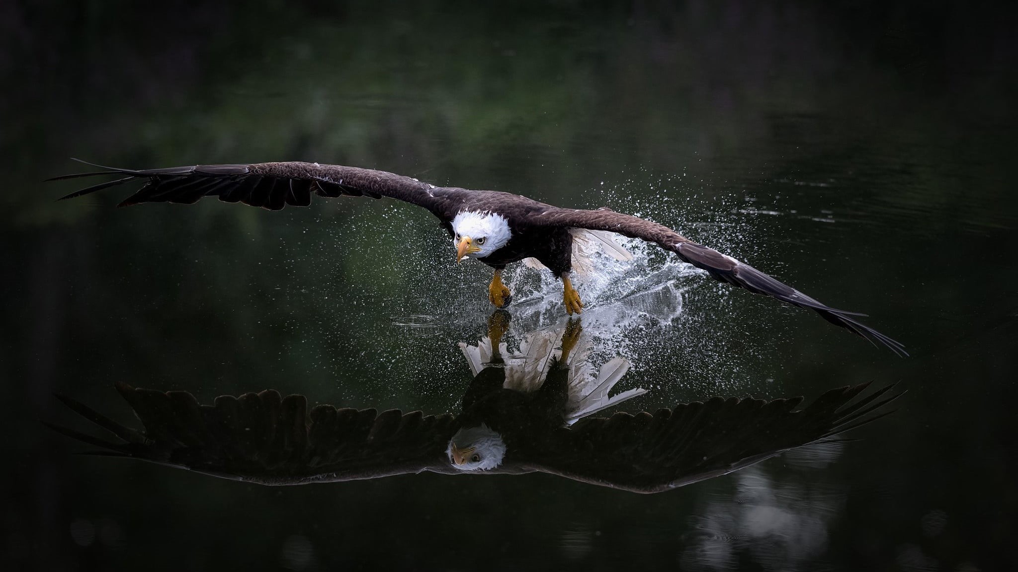 Eagle, 1080P, Bird Of Prey, Bald Eagle, Wildlife, Reflection, Birds, HD Wallpaper