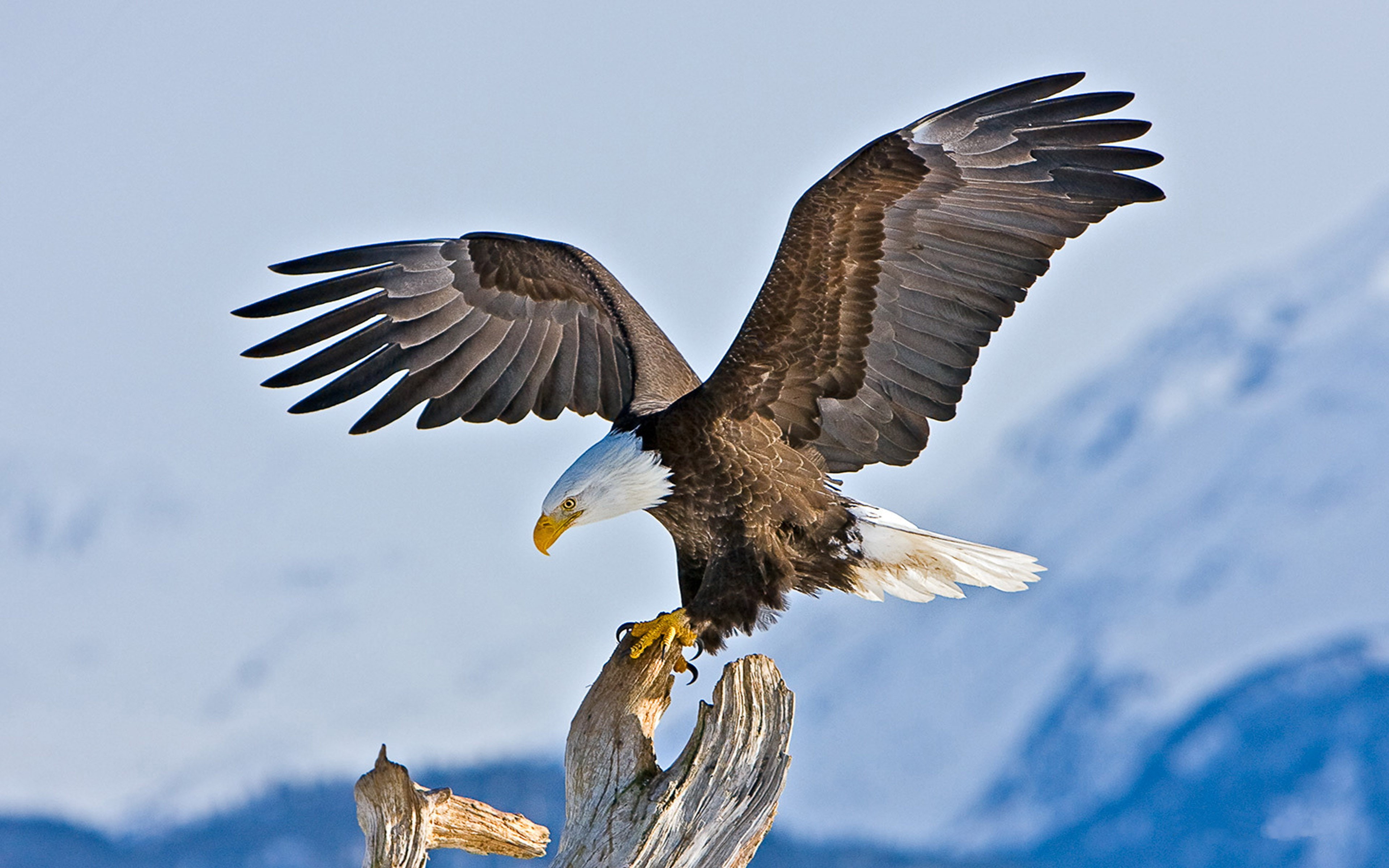 4K, phone, bald, aaska, eagle, pc, mobile, HD Wallpaper