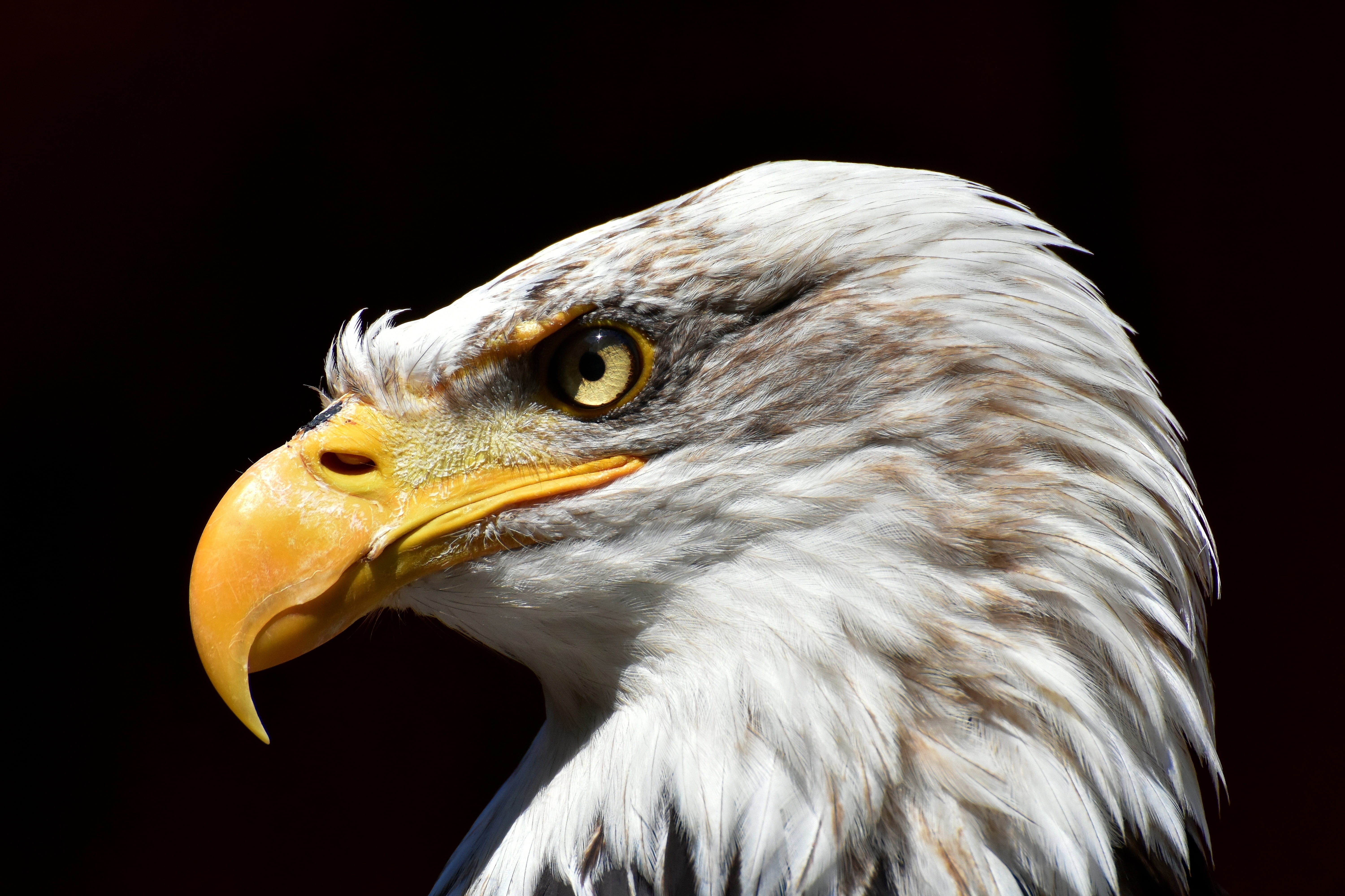 no people, 5K, bird of prey, bald eagle, animal eye, beak, raptor, animals in the wild, animal, eagle - bird, bald, adler, wildlife photography, bird, HD Wallpaper