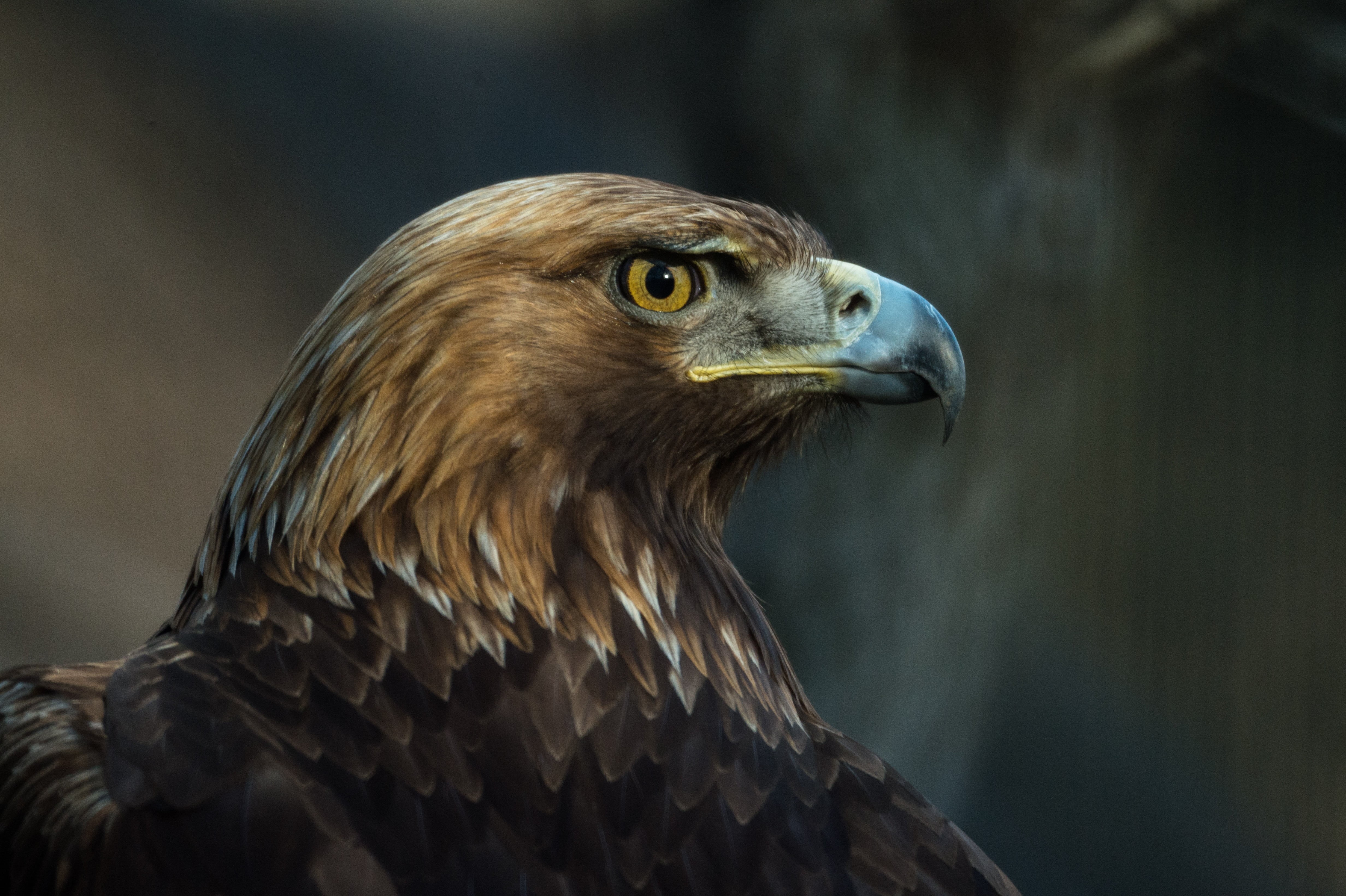 feather, side view, eagle, portrait, predator, animal themes, day, nature, golden Eagle, animal wildlife, power, look, bird, focus on foreground, animal Head, HD Wallpaper