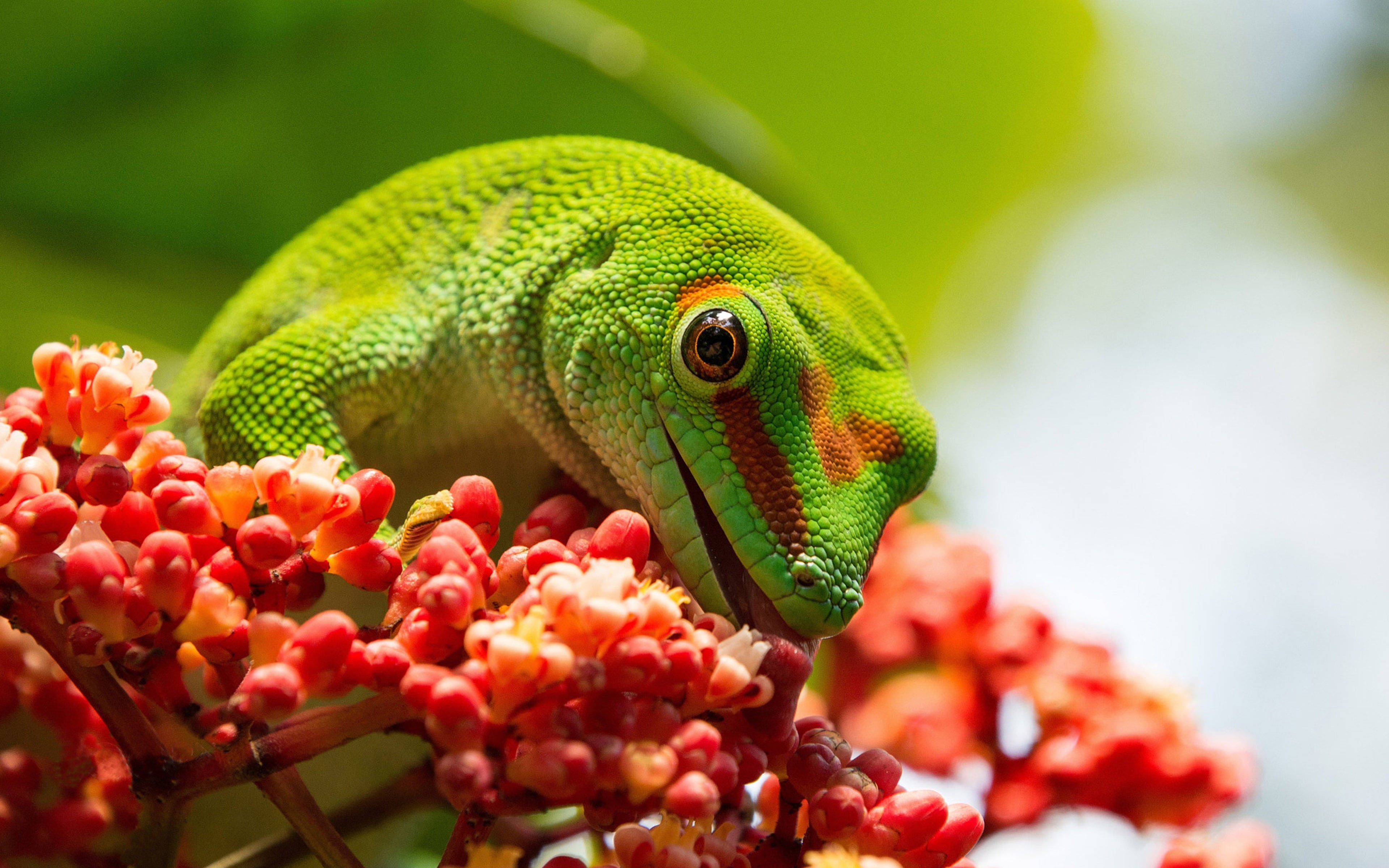  4K, vertebrate, animal, tablet, pelsuma, group, lizard, plant, animals in the wild, nature, focus on foreground, day, no people, branch, phones, HD Wallpaper